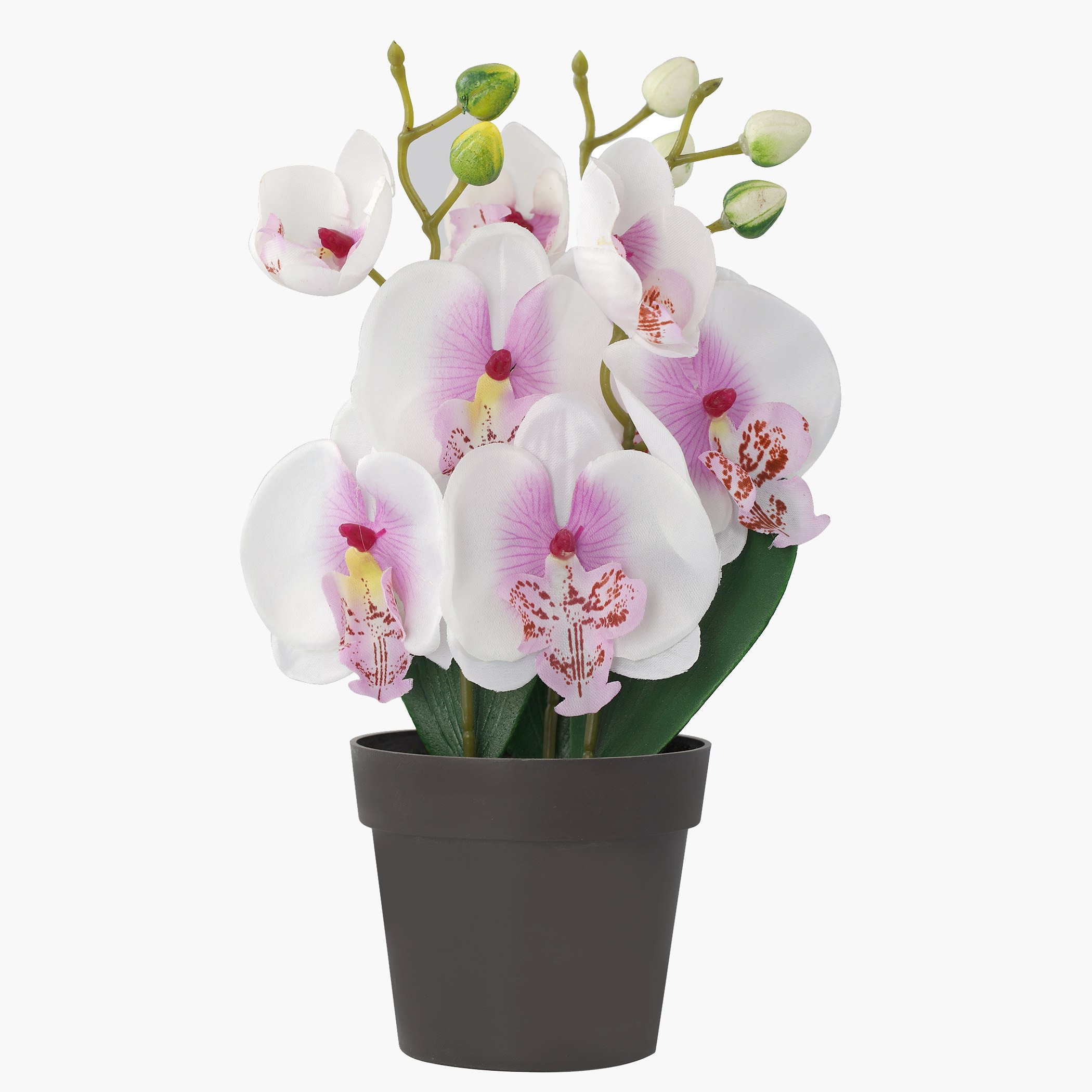أزهار أوركيد للزينة مع إصيص من آيل-hbxdecorandfurnishings-homeaccessories-artificialflowersandplants-image-2