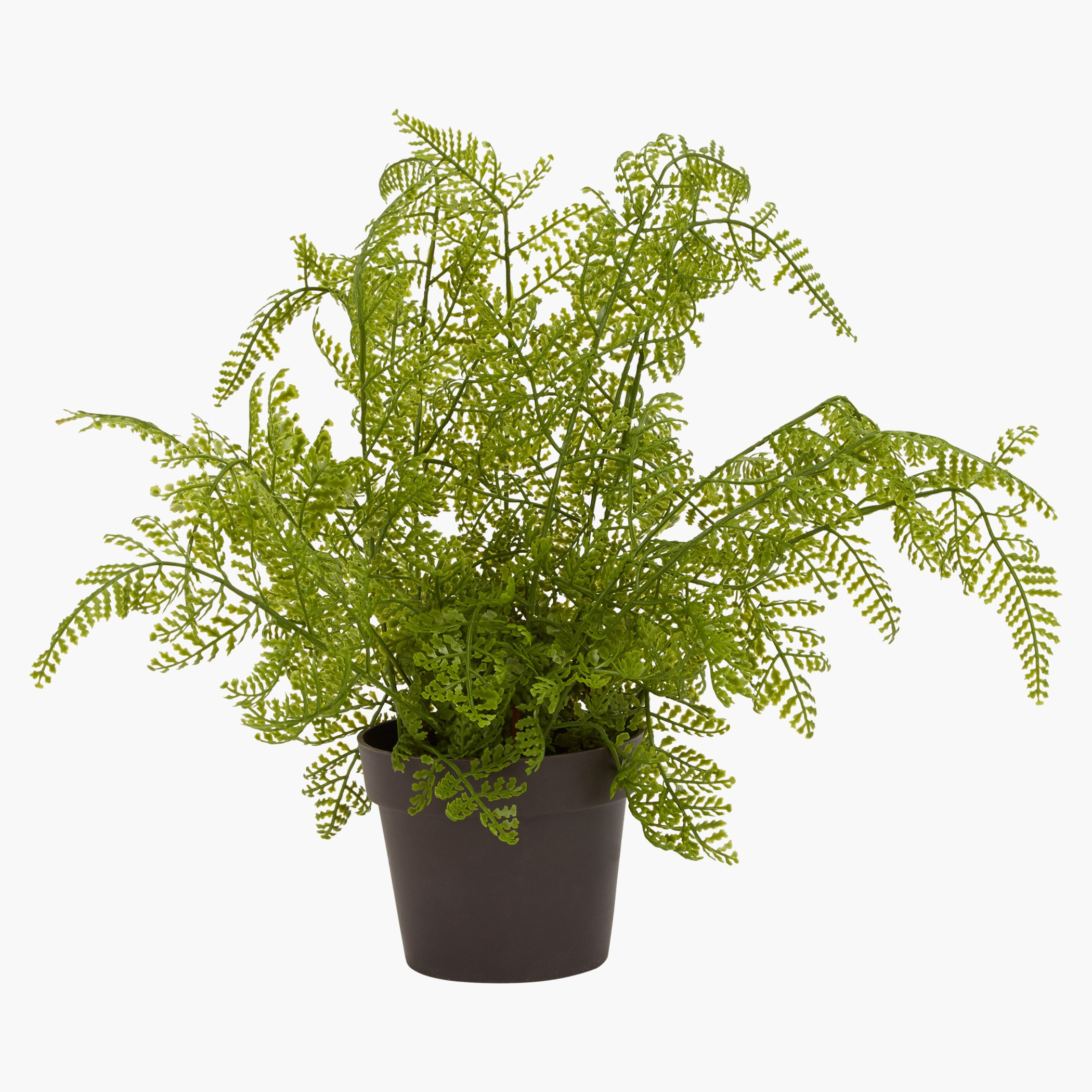 إناء زرع إفي-hbxdecorandfurnishings-homeaccessories-artificialflowersandplants-image-1