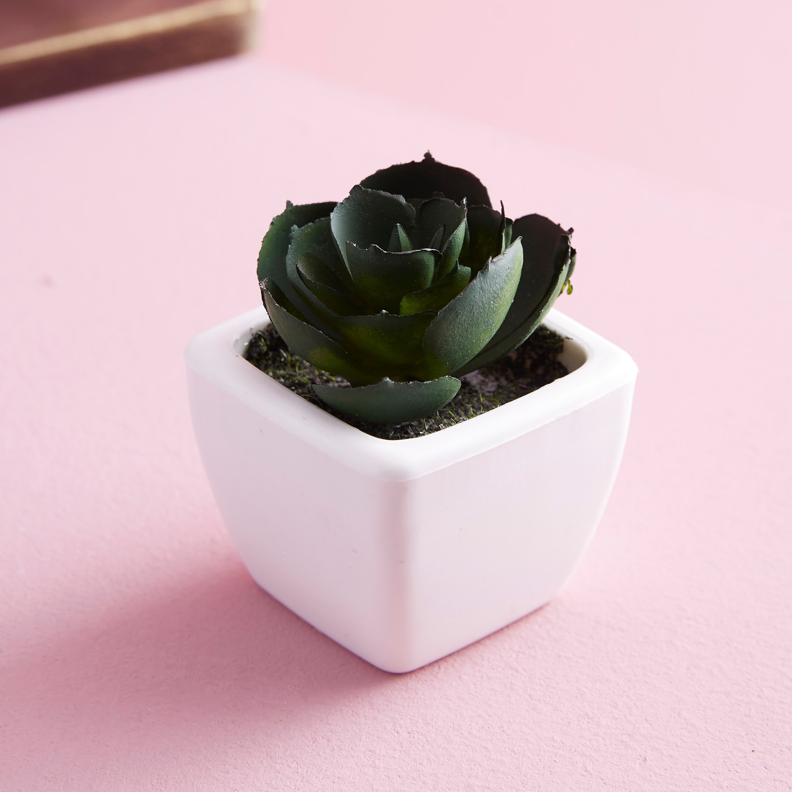 نبات زينة صغير في إصيص زوي-hbxdecorandfurnishings-homeaccessories-artificialflowersandplants-image-1