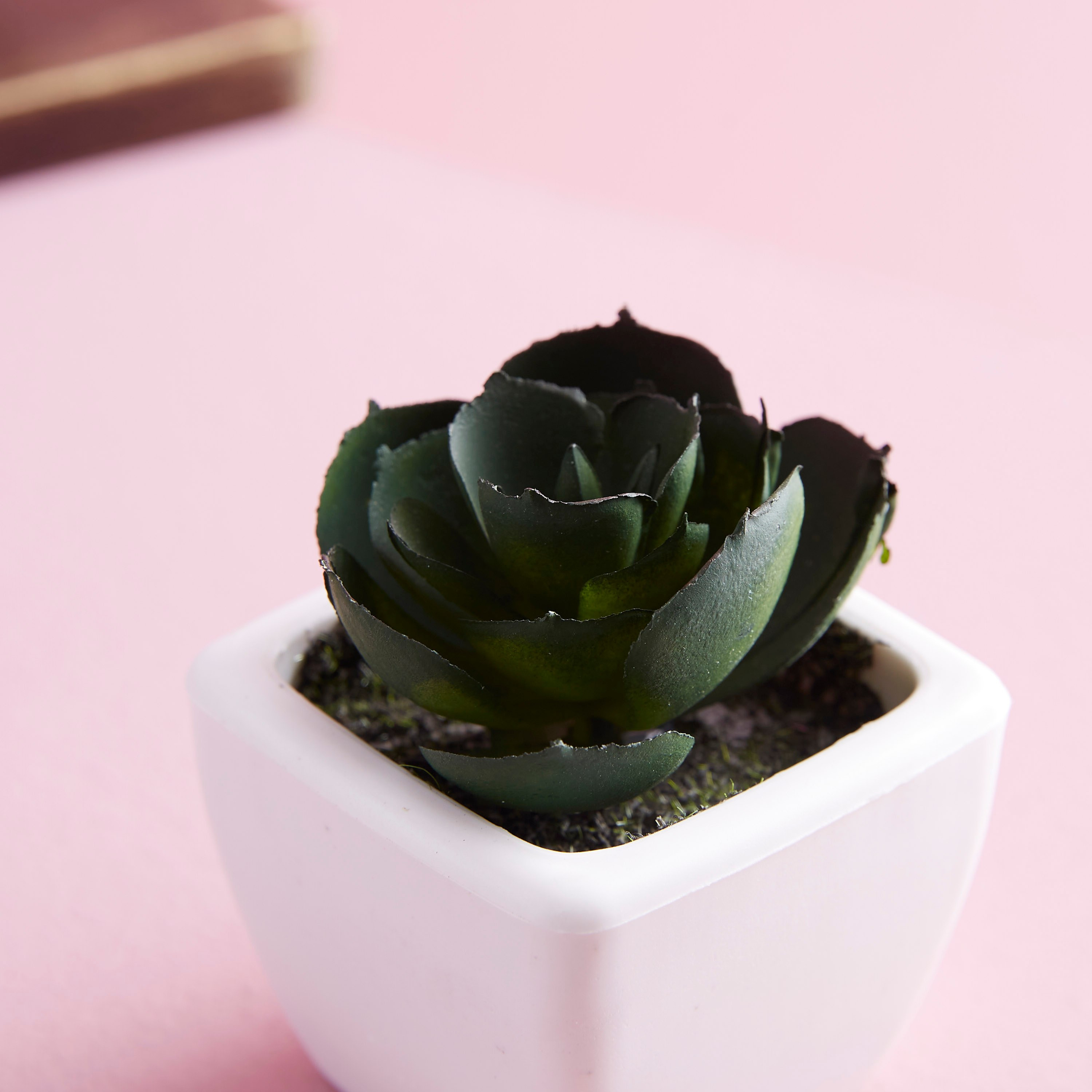 نبات زينة صغير في إصيص زوي-hbxdecorandfurnishings-homeaccessories-artificialflowersandplants-image-2