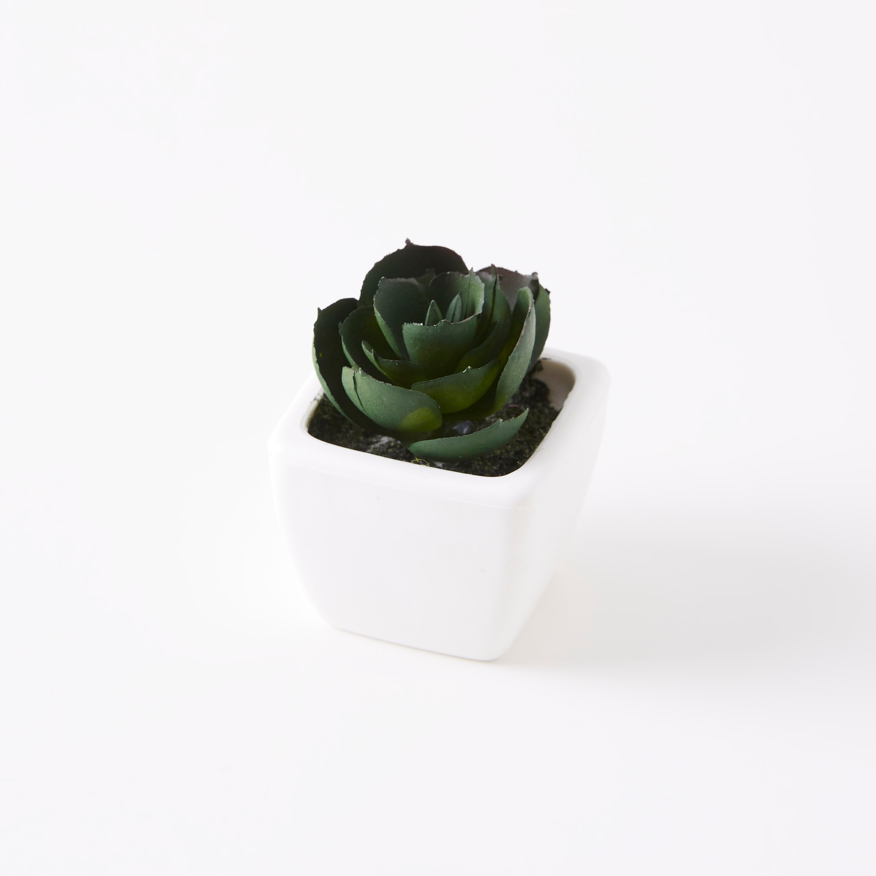 نبات زينة صغير في إصيص زوي-hbxdecorandfurnishings-homeaccessories-artificialflowersandplants-image-4