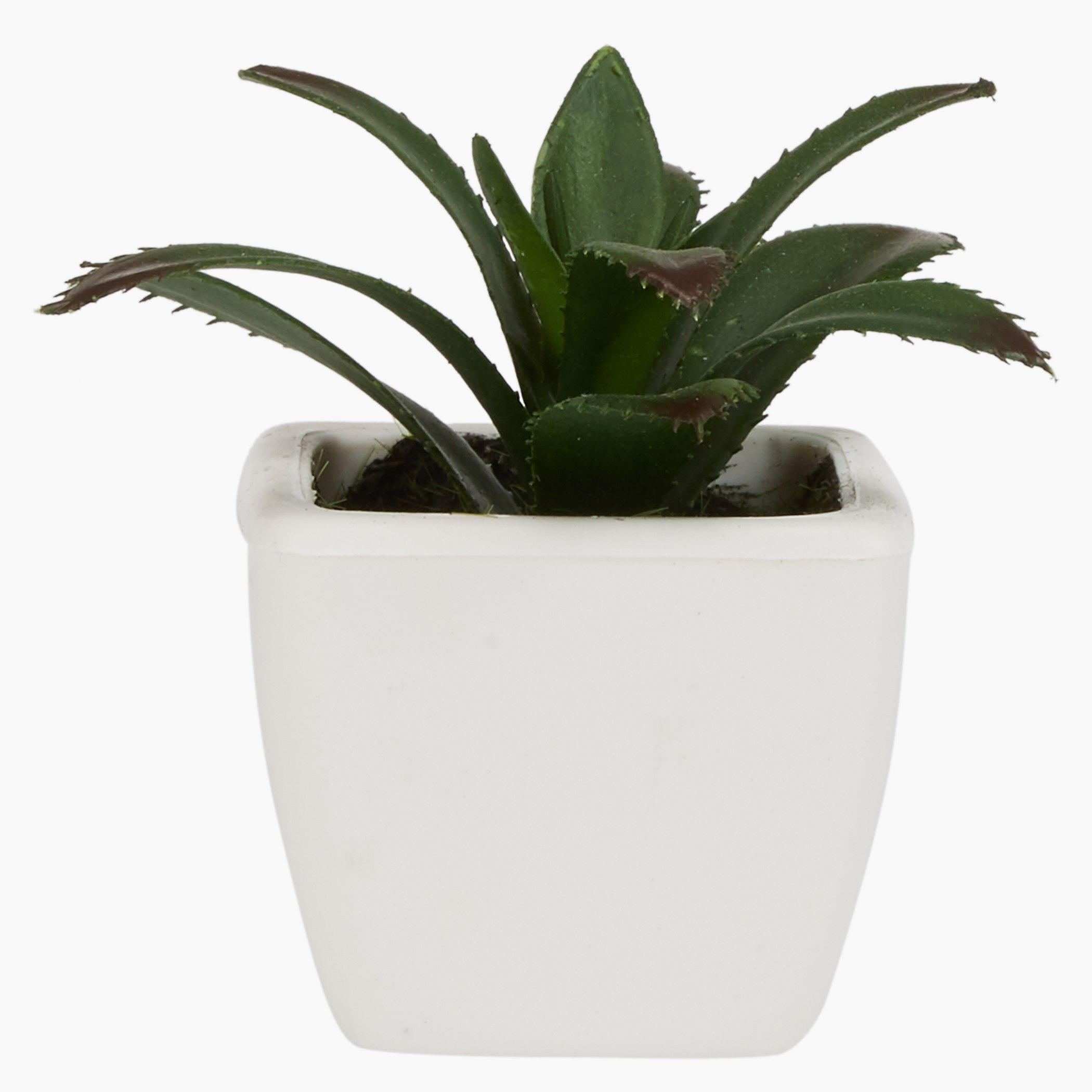 إناء زرع صغير زوي-hbxdecorandfurnishings-homeaccessories-artificialflowersandplants-image-1