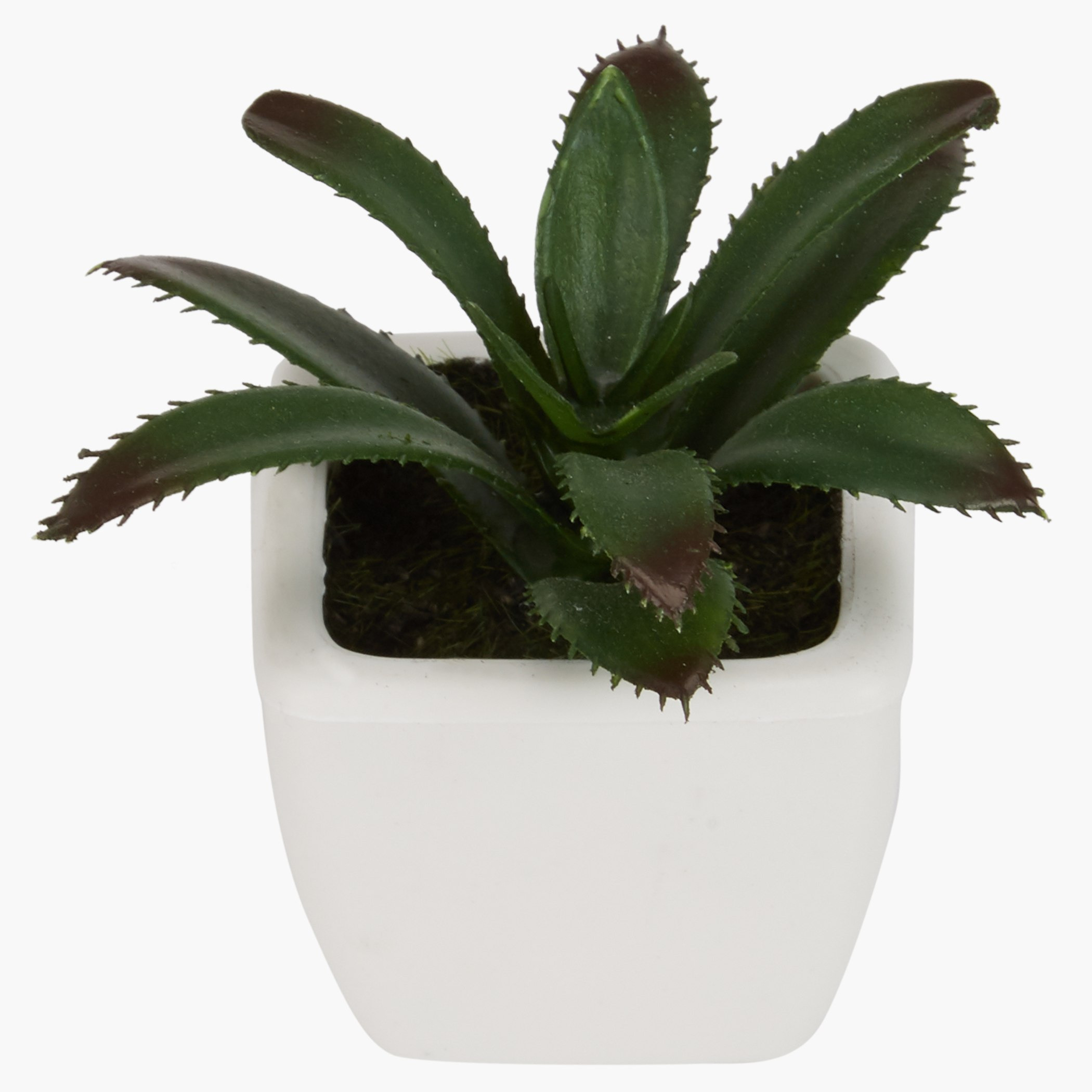 إناء زرع صغير زوي-hbxdecorandfurnishings-homeaccessories-artificialflowersandplants-image-2