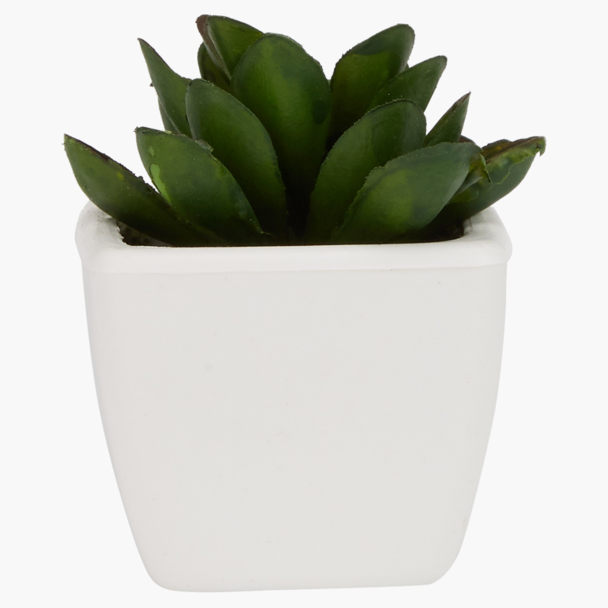 إناء زرع صغير زوي-hbxdecorandfurnishings-homeaccessories-artificialflowersandplants-image-1
