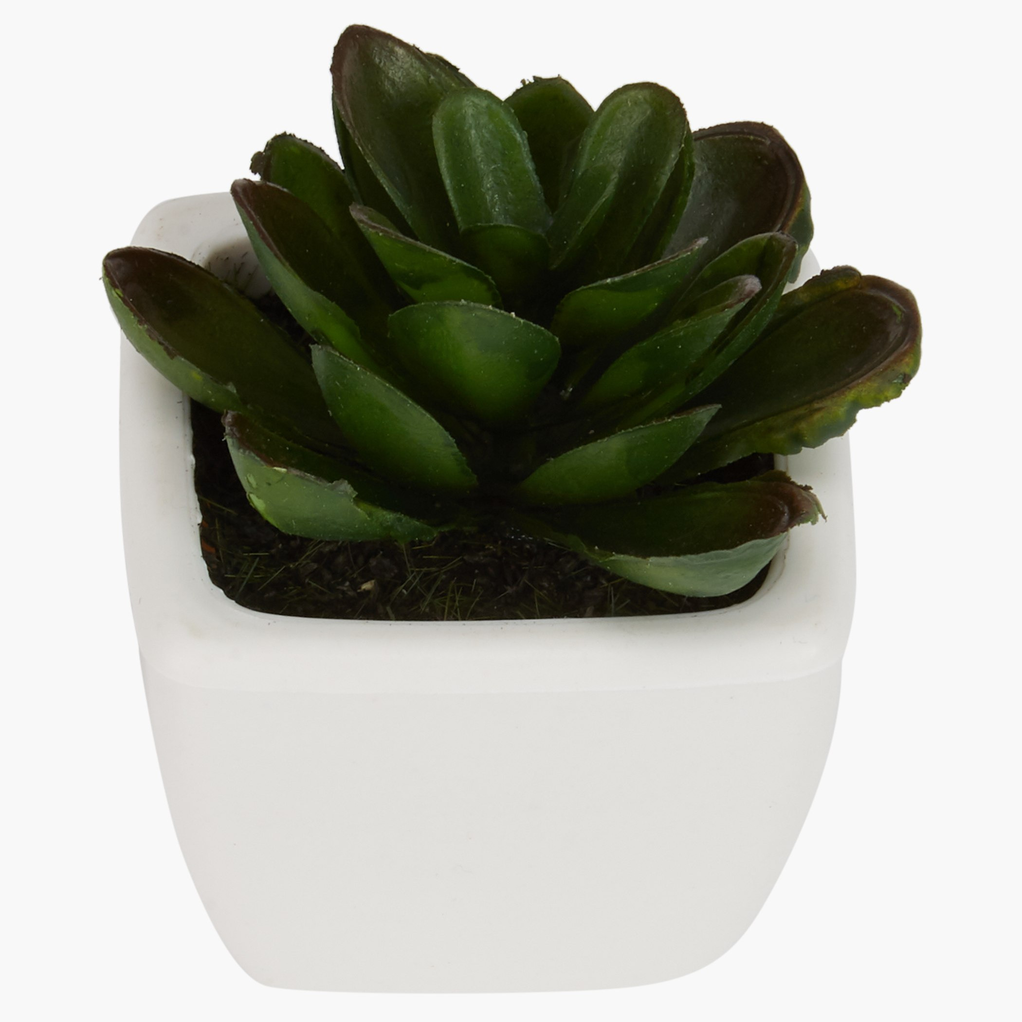 إناء زرع صغير زوي-hbxdecorandfurnishings-homeaccessories-artificialflowersandplants-image-2