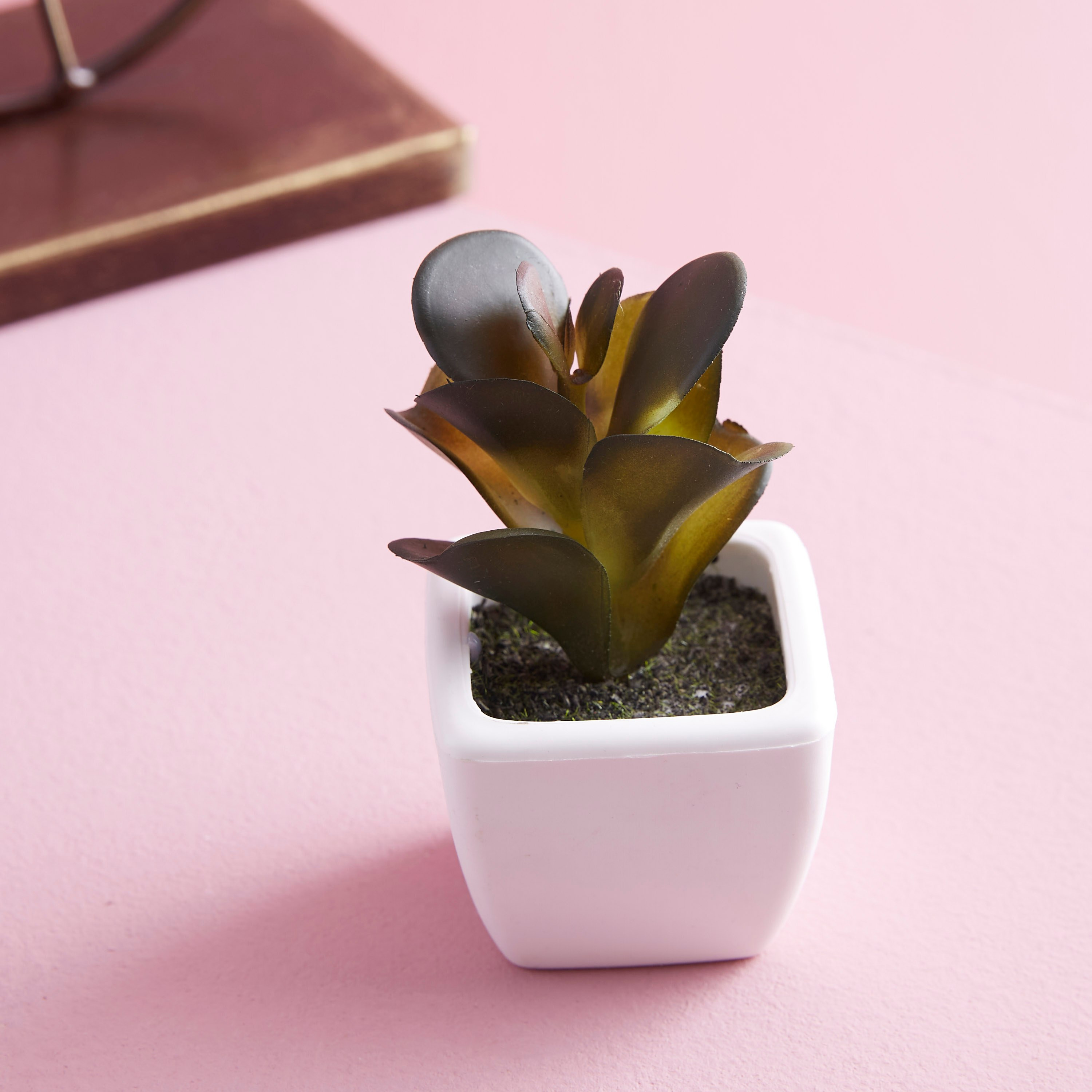 نبات زينة صغير في إصيص زوي-hbxdecorandfurnishings-homeaccessories-artificialflowersandplants-image-1