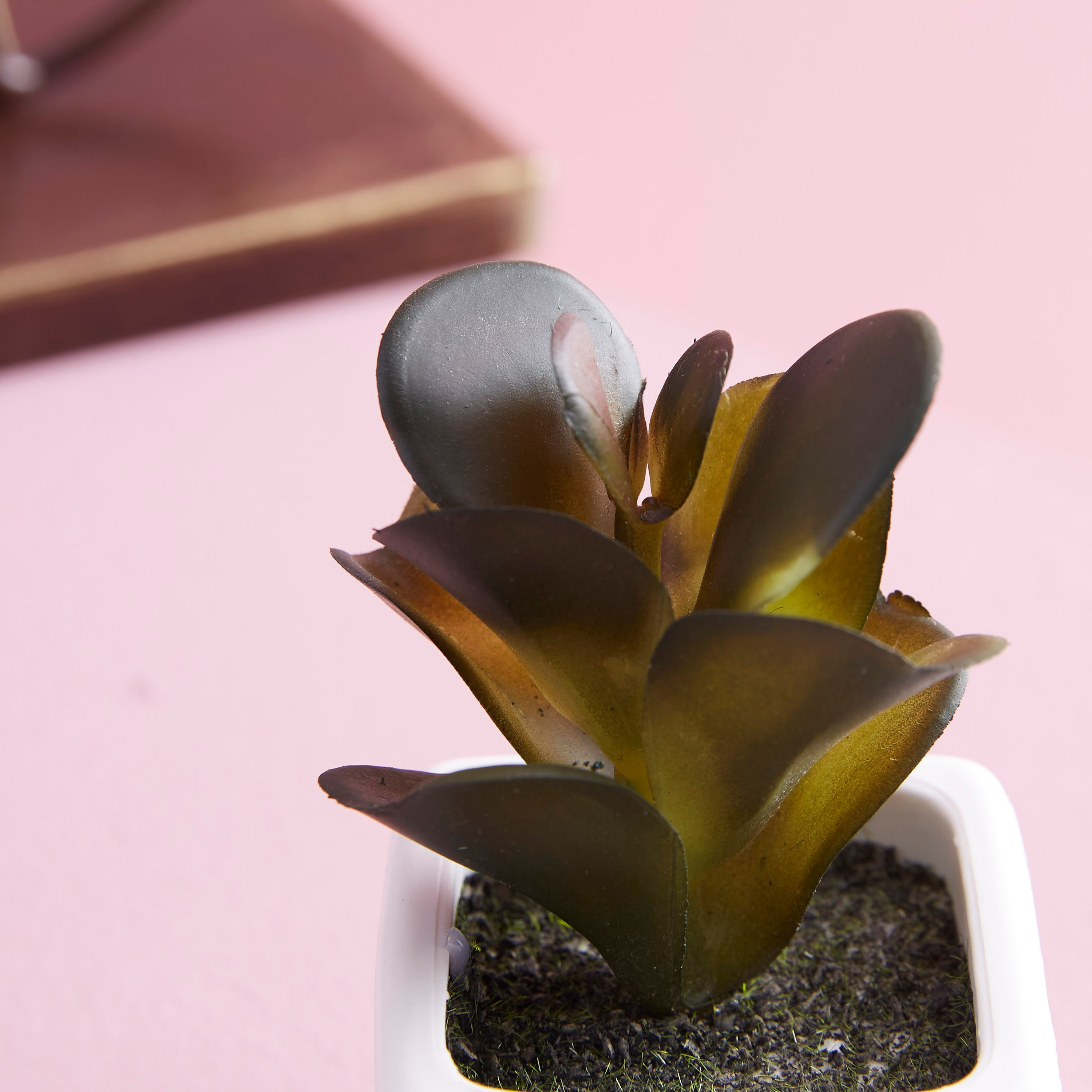 نبات زينة صغير في إصيص زوي-hbxdecorandfurnishings-homeaccessories-artificialflowersandplants-image-2