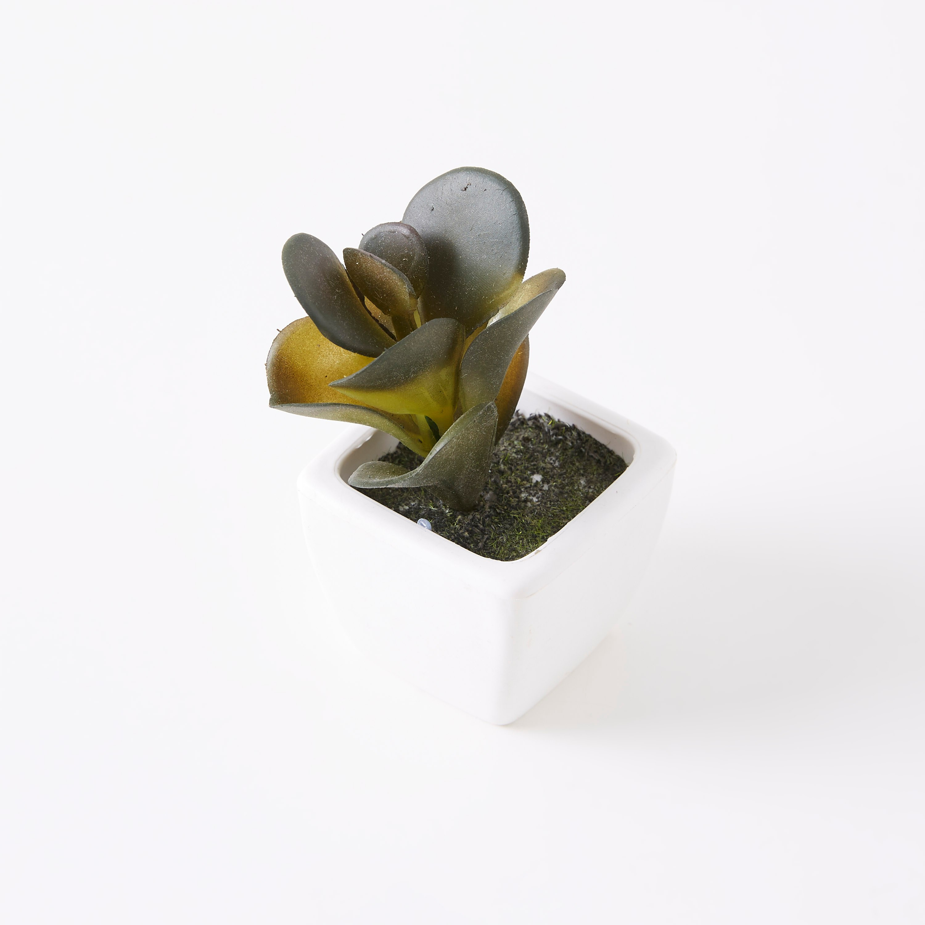 نبات زينة صغير في إصيص زوي-hbxdecorandfurnishings-homeaccessories-artificialflowersandplants-image-4
