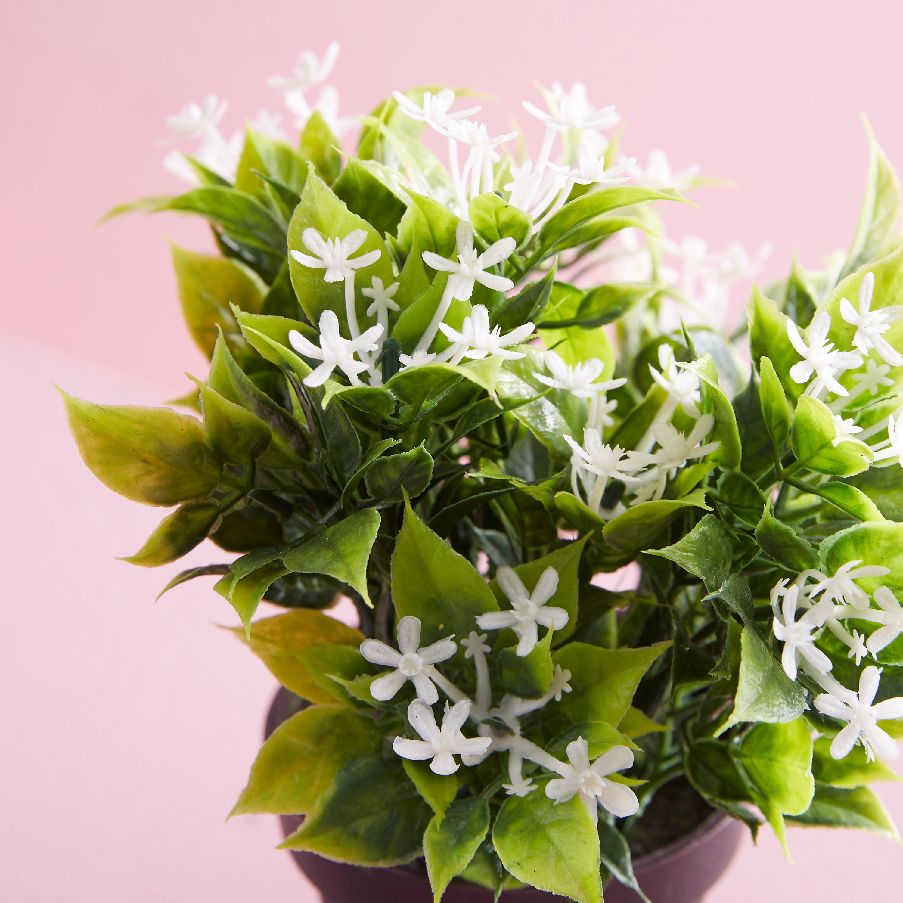 نبات زينة في إصيص من إكسينيا-hbxdecorandfurnishings-homeaccessories-artificialflowersandplants-image-2