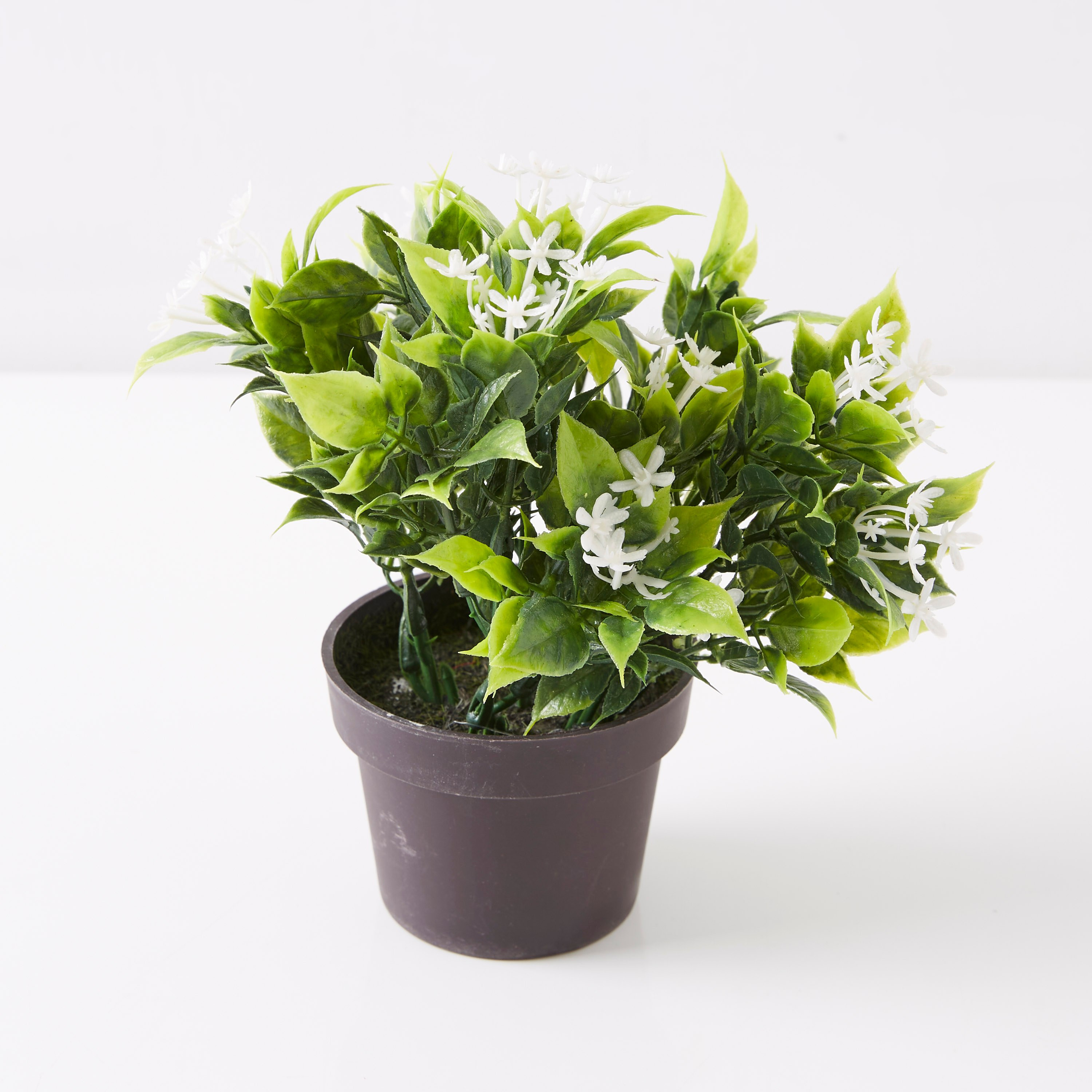نبات زينة في إصيص من إكسينيا-hbxdecorandfurnishings-homeaccessories-artificialflowersandplants-image-4