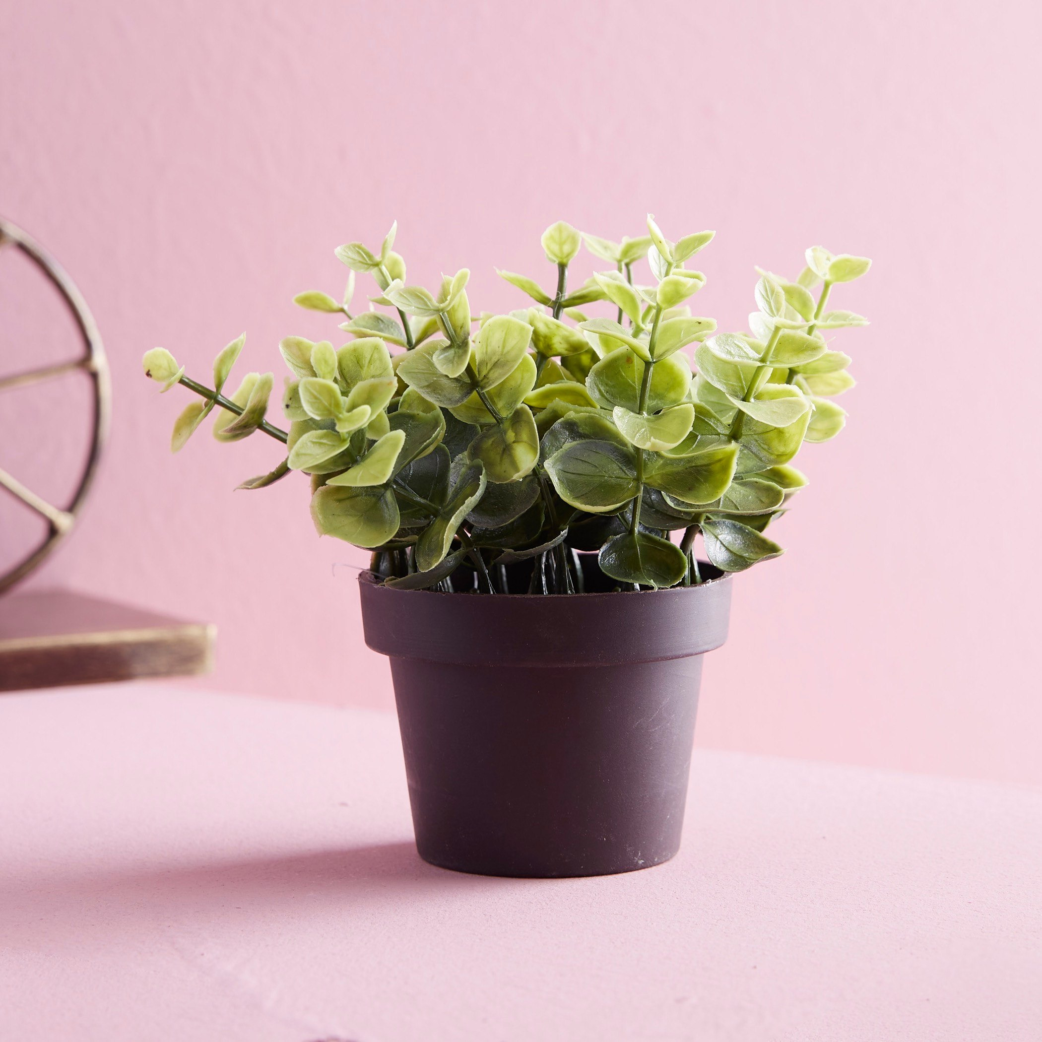 نبات زينة في إصيص من ترودي-hbxdecorandfurnishings-homeaccessories-artificialflowersandplants-image-1