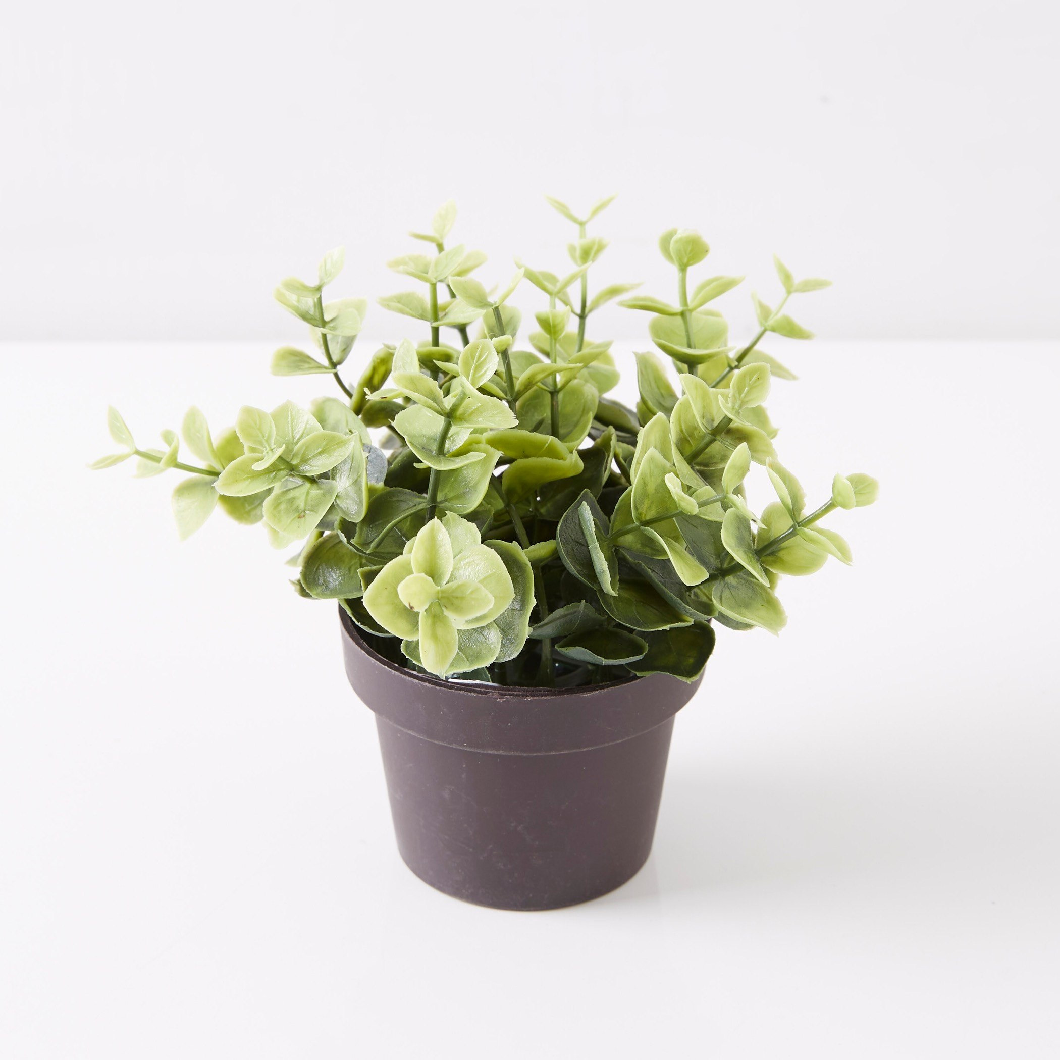 نبات زينة في إصيص من ترودي-hbxdecorandfurnishings-homeaccessories-artificialflowersandplants-image-4