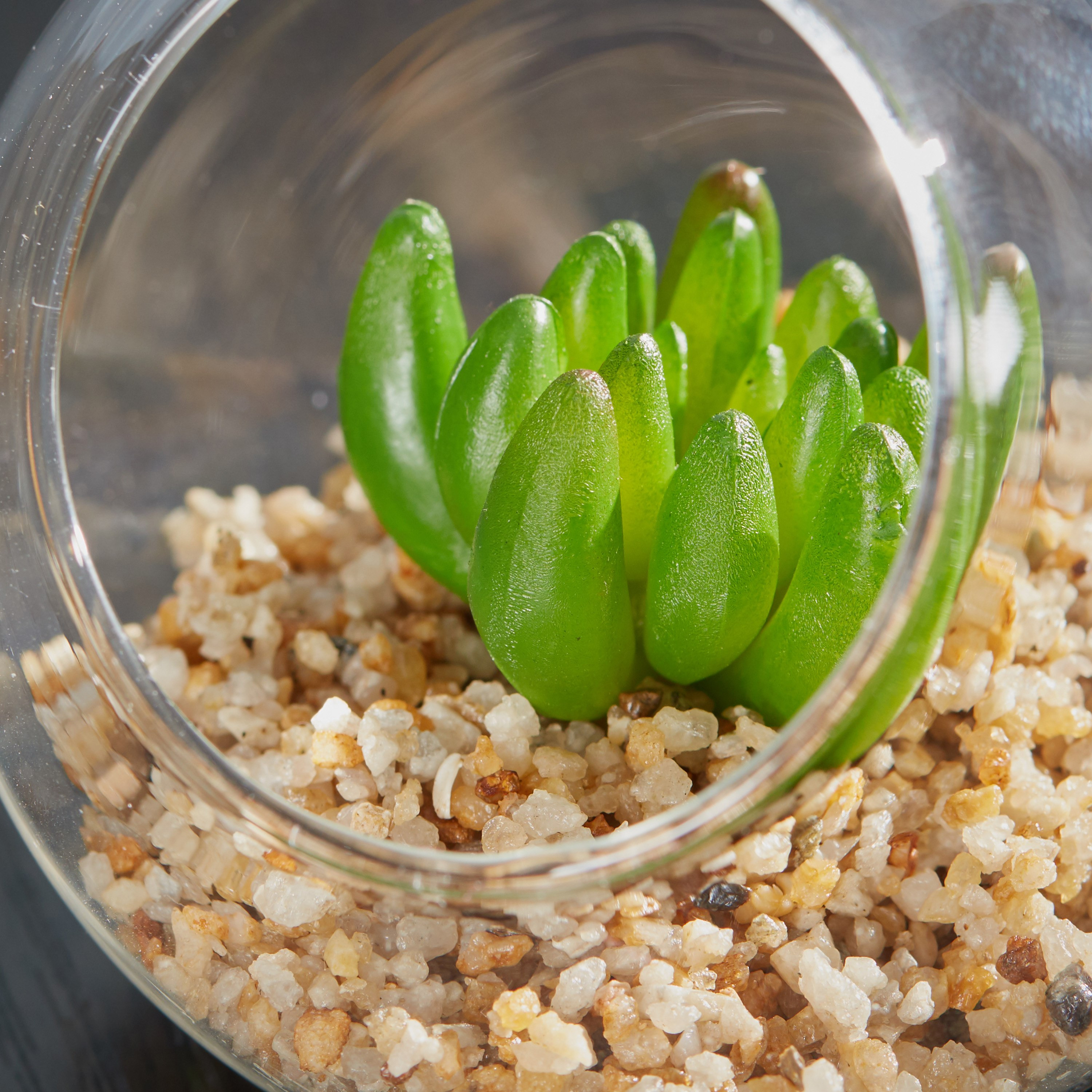وعاء زجاجي بنبتة خضراء من مينيول-hbxdecorandfurnishings-homeaccessories-artificialflowersandplants-image-2