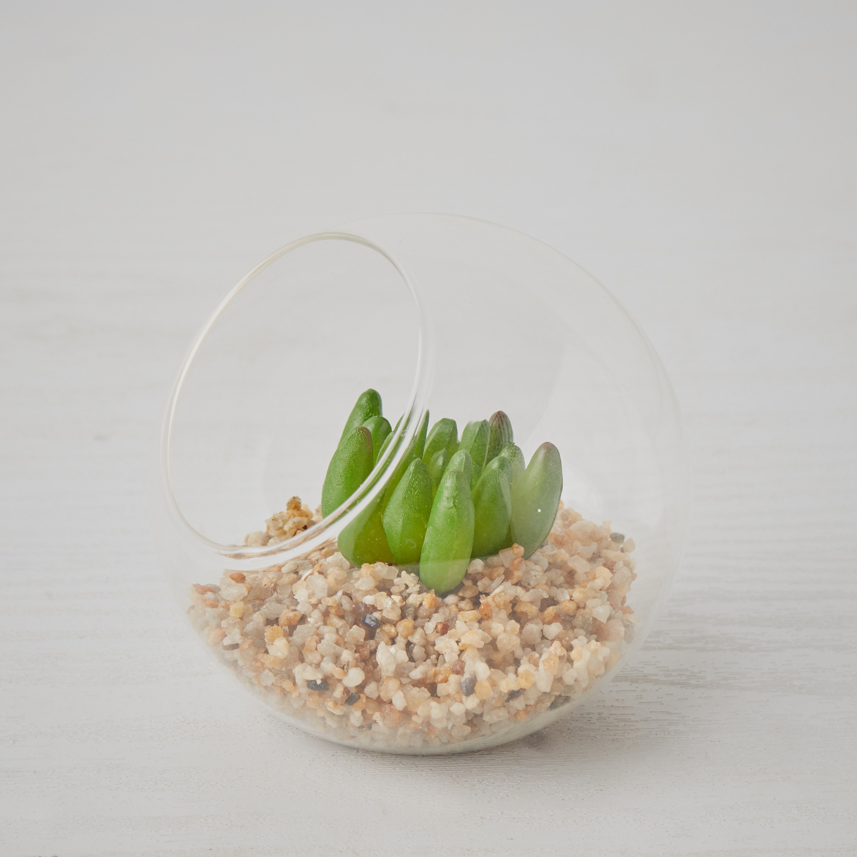 وعاء زجاجي بنبتة خضراء من مينيول-hbxdecorandfurnishings-homeaccessories-artificialflowersandplants-image-4