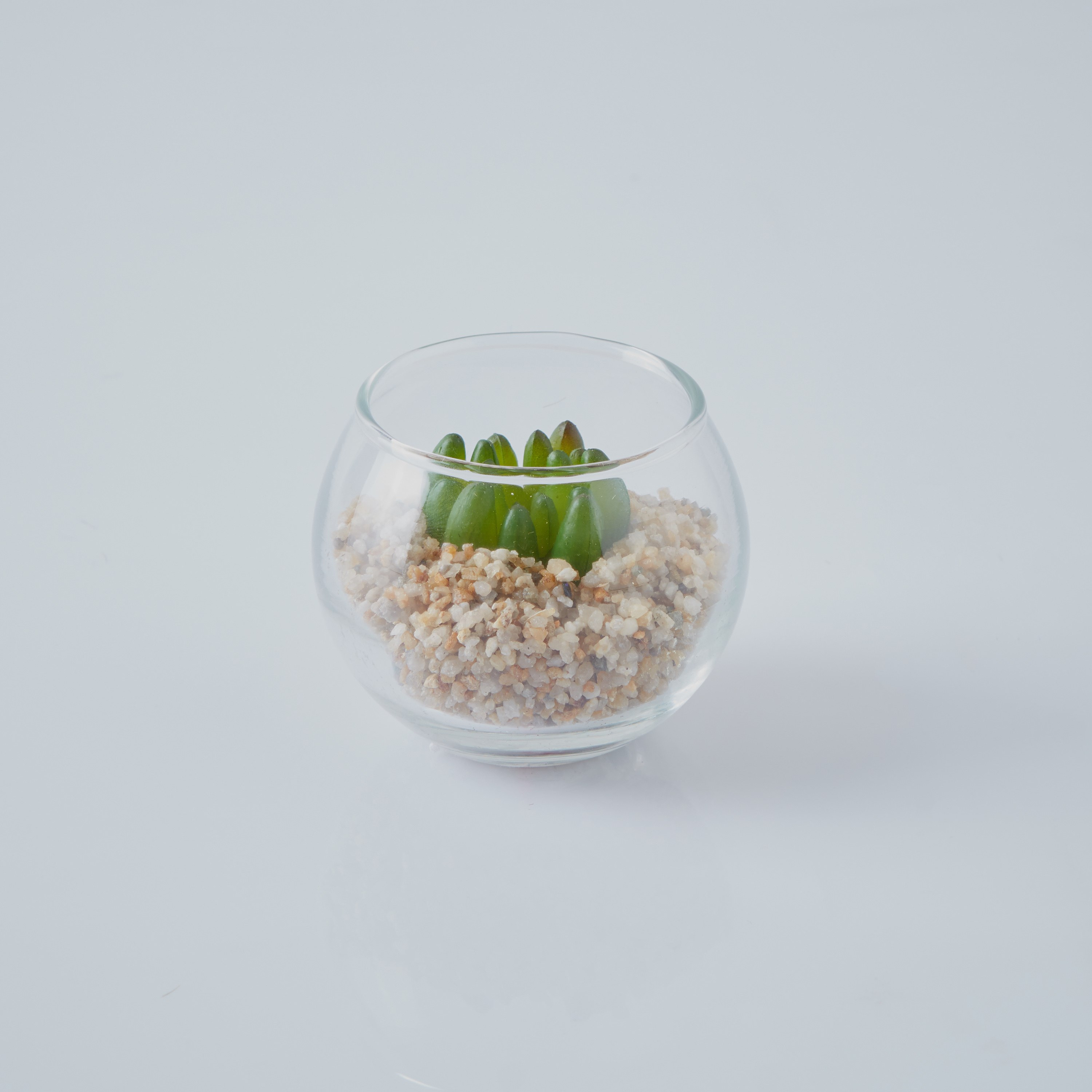 إناء زجاجي بنبتة-hbxdecorandfurnishings-homeaccessories-artificialflowersandplants-image-4