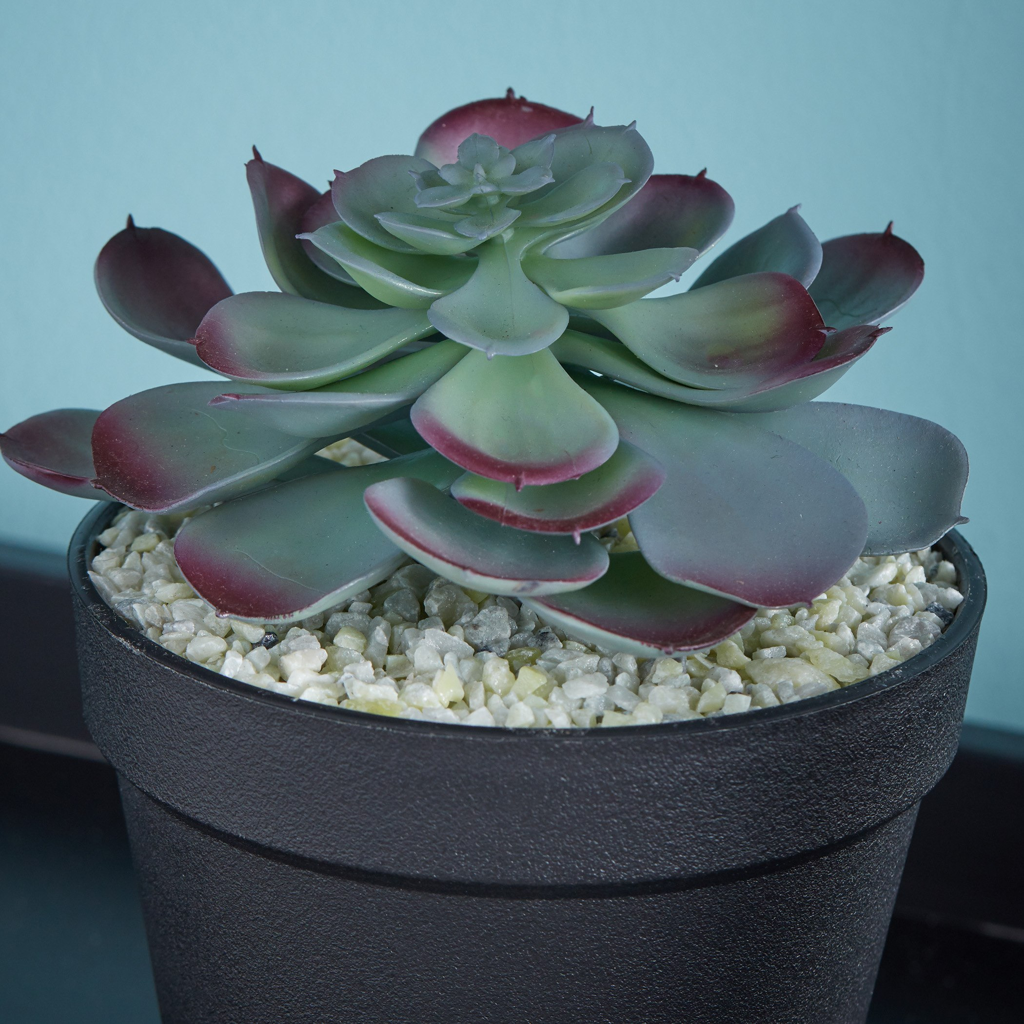 نبتة عصاري في إصيص -  23 سم-hbxdecorandfurnishings-homeaccessories-artificialflowersandplants-image-3