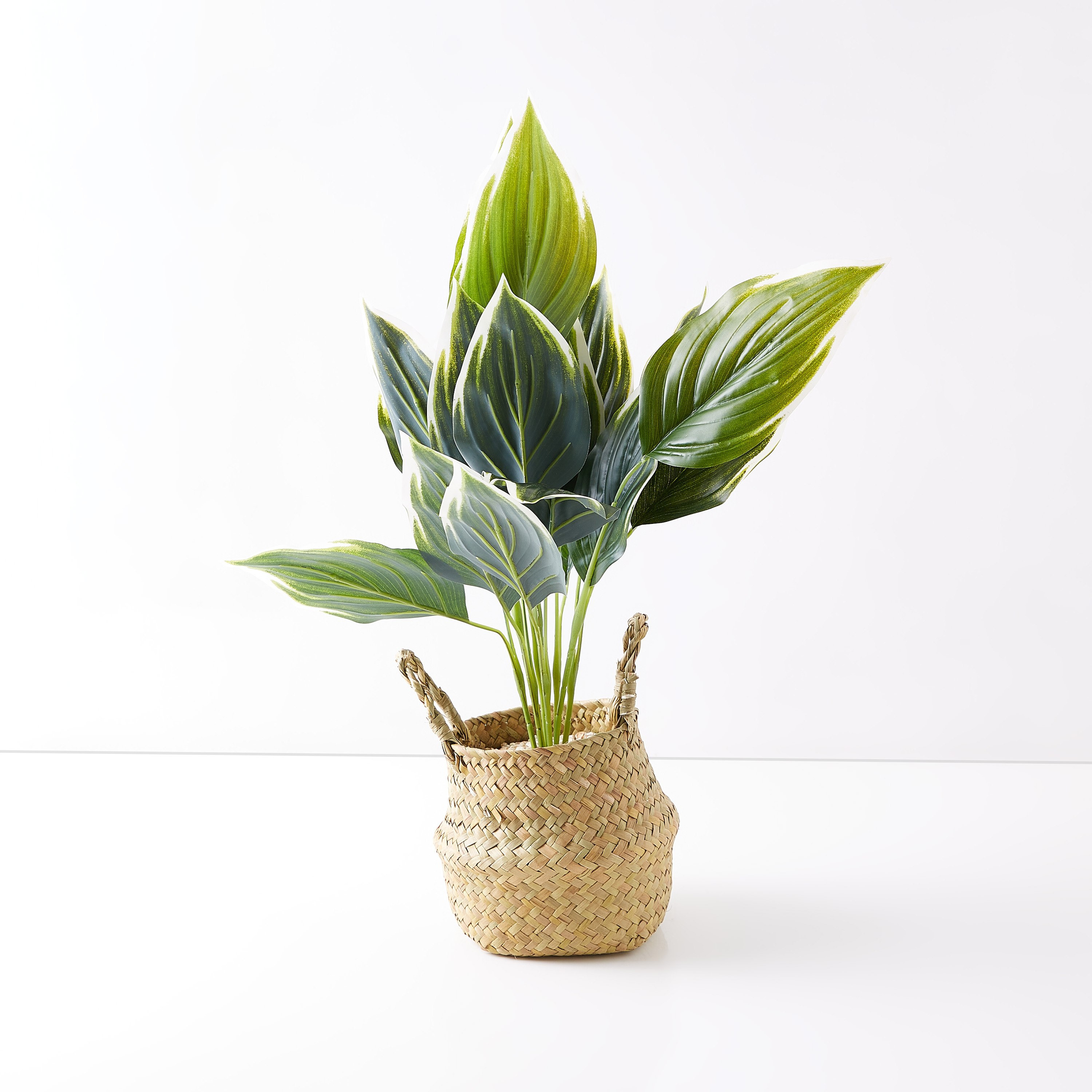 Livia Variegated Plant in Jute Pot - 18 cm-hbxdecorandfurnishings-homeaccessories-artificialflowersandplants-image-4