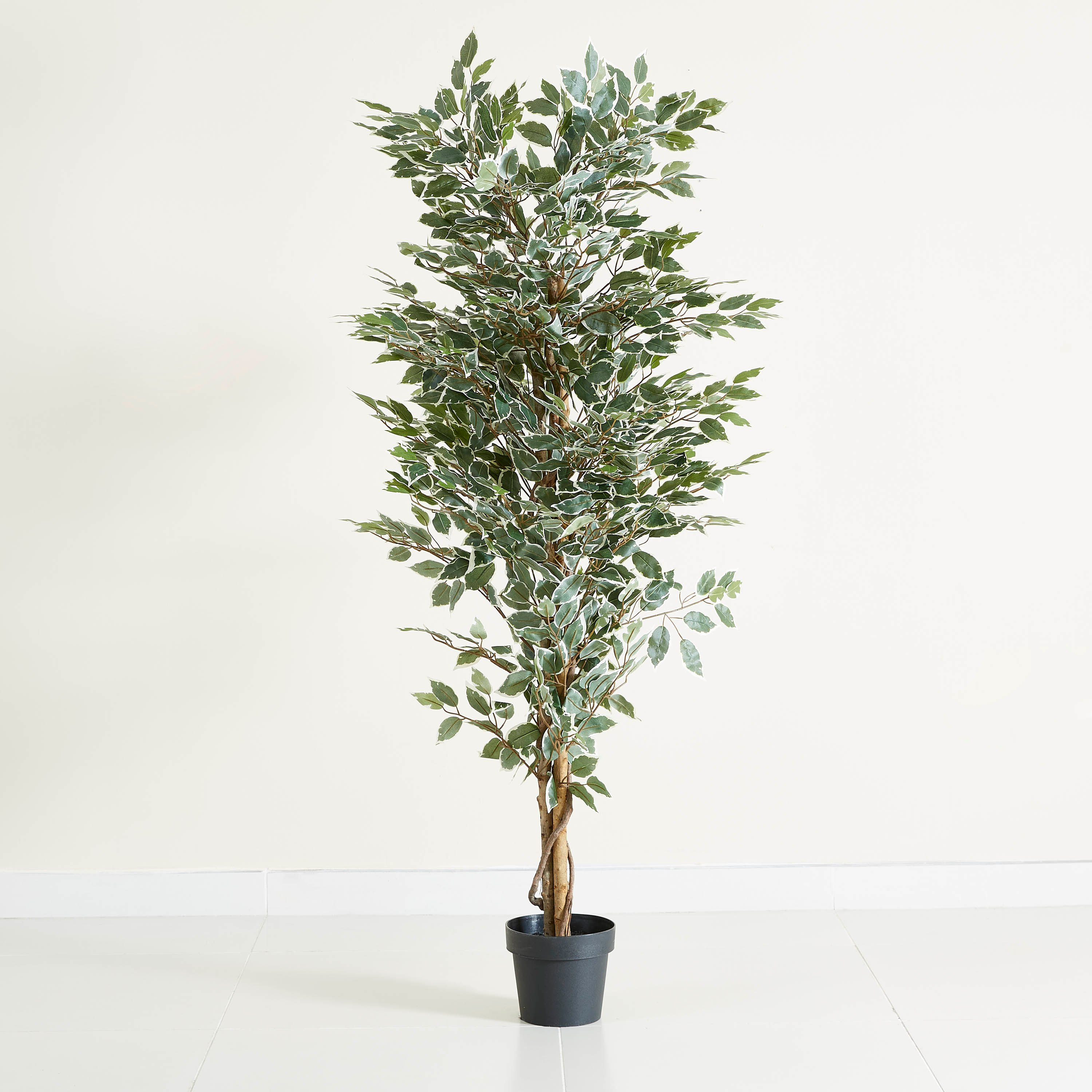 نبتة فيكوس في إصيص من الإسمنت - 170 سم-hbxdecorandfurnishings-homeaccessories-artificialflowersandplants-image-5