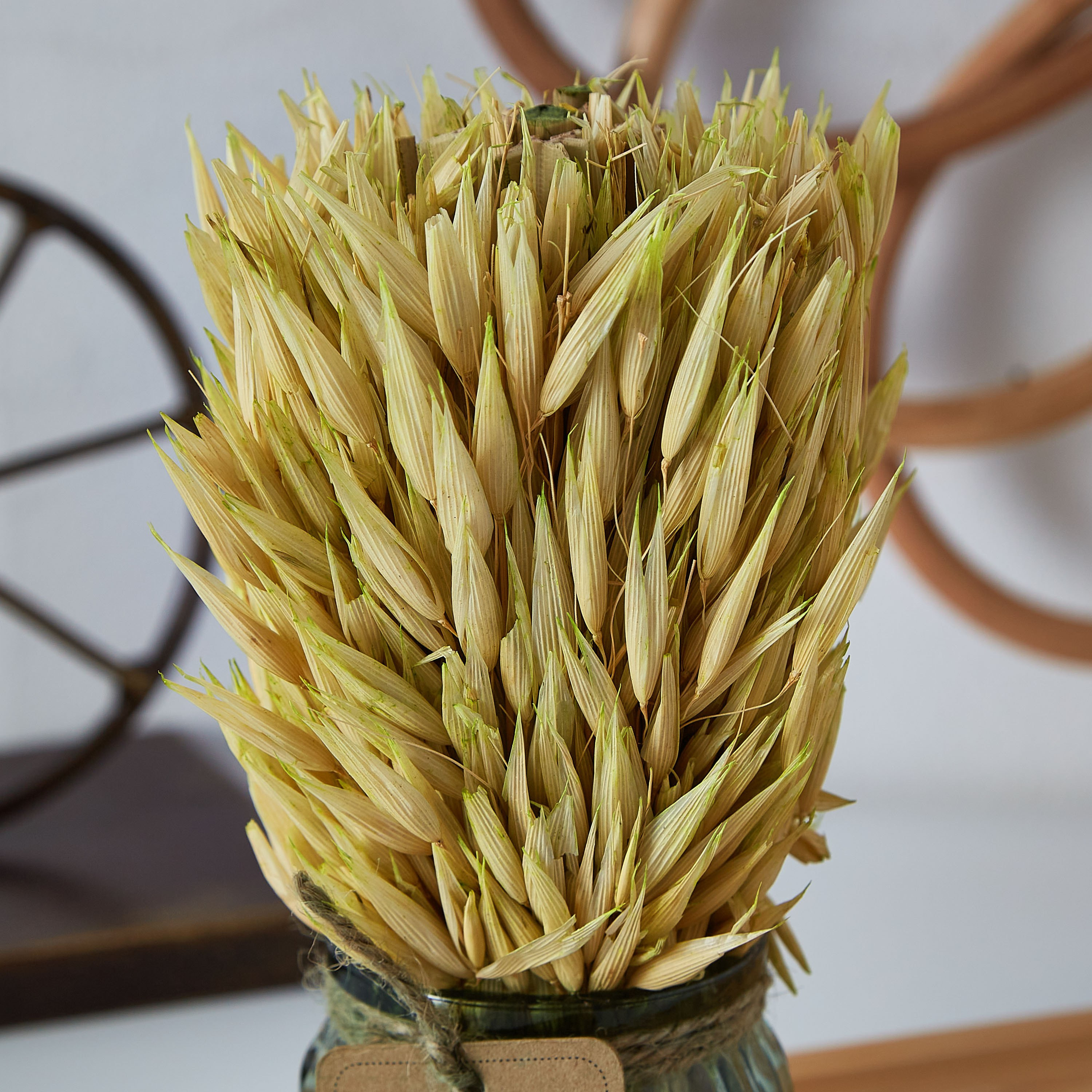 عشب مجفف في إصيص زجاجي من إتنا - 18 سم-hbxdecorandfurnishings-homeaccessories-artificialflowersandplants-image-2