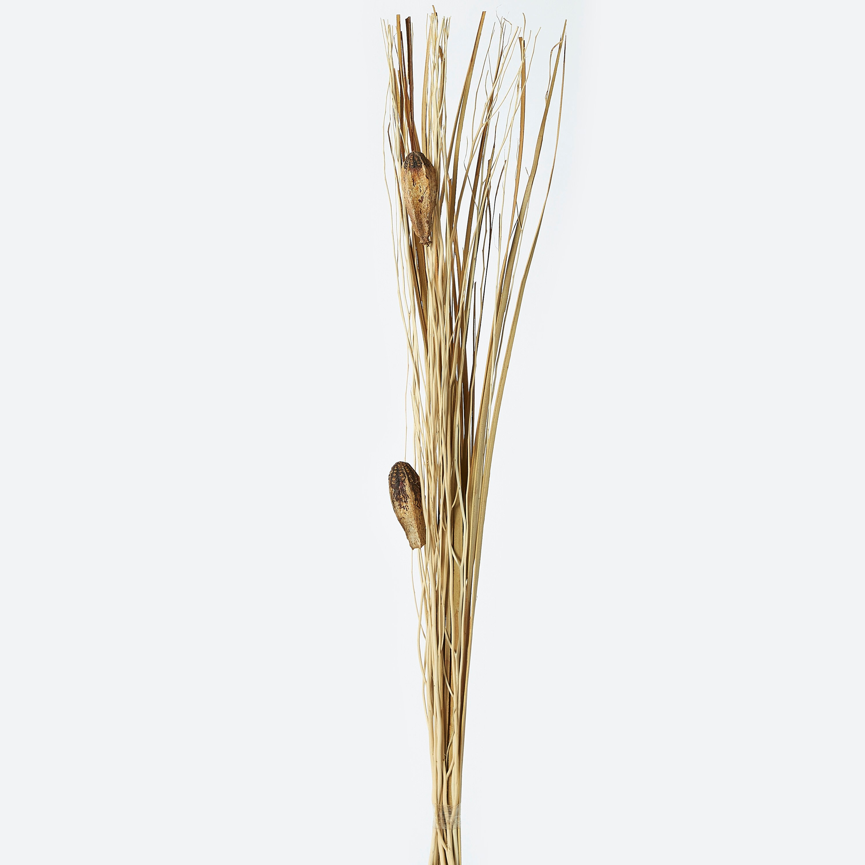 عصا زينة رفيعة من إتنا - 100 سم-hbxdecorandfurnishings-homeaccessories-artificialflowersandplants-image-5