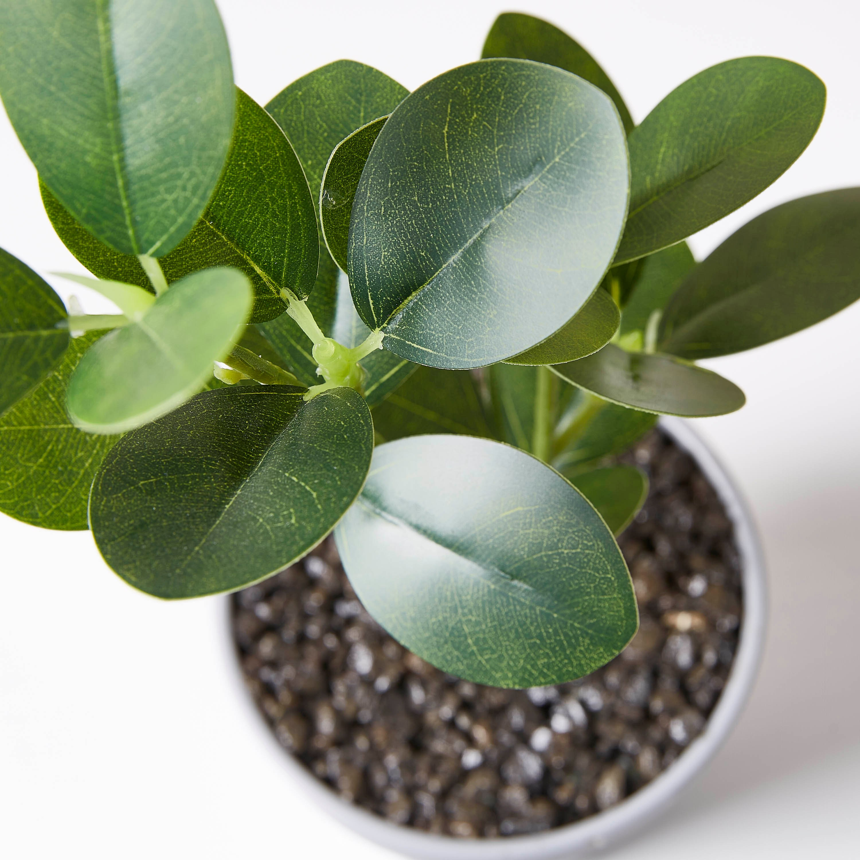 إصيص بنبتة من ليفيا-hbxdecorandfurnishings-homeaccessories-artificialflowersandplants-image-3
