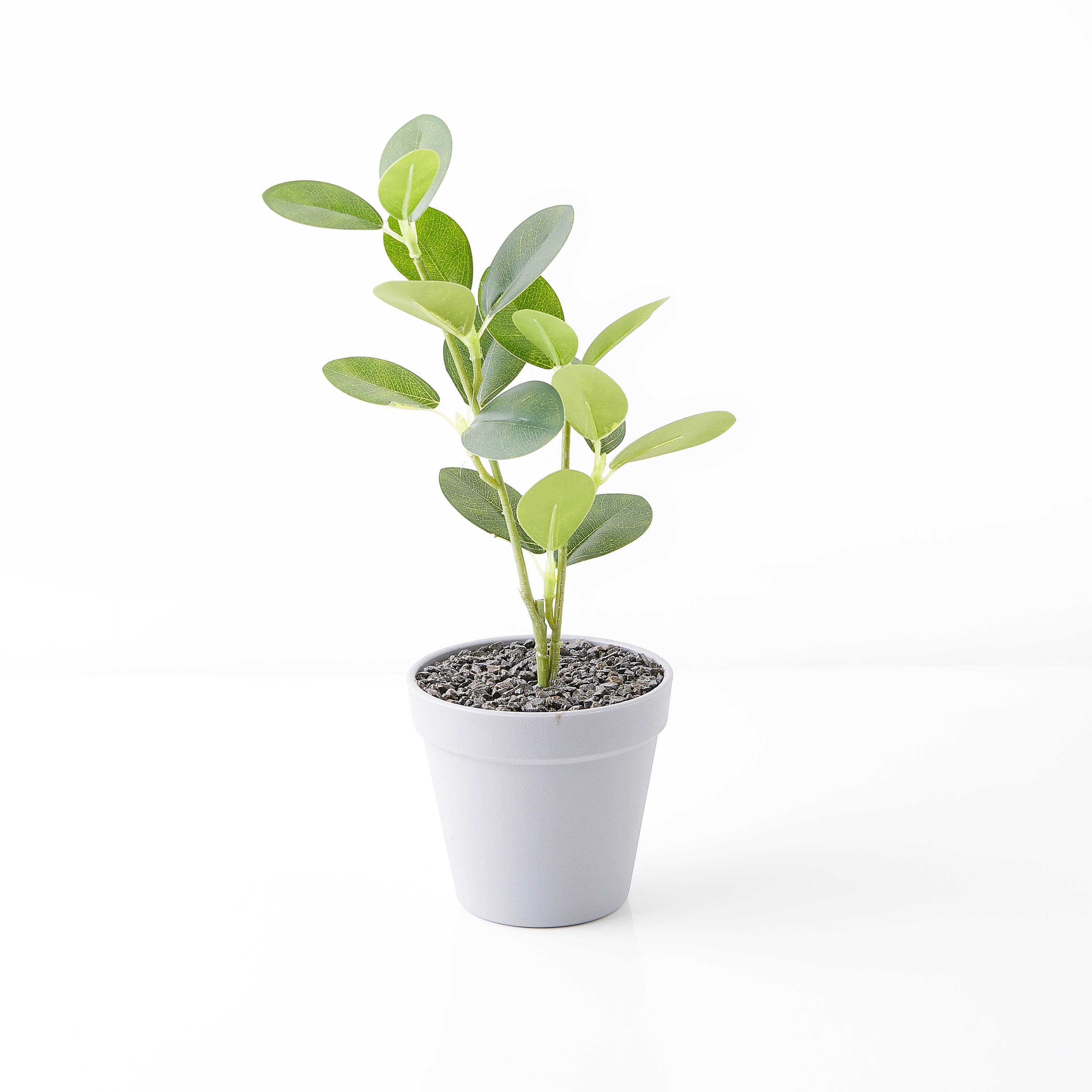 إصيص بنبتة من ليفيا-hbxdecorandfurnishings-homeaccessories-artificialflowersandplants-image-5