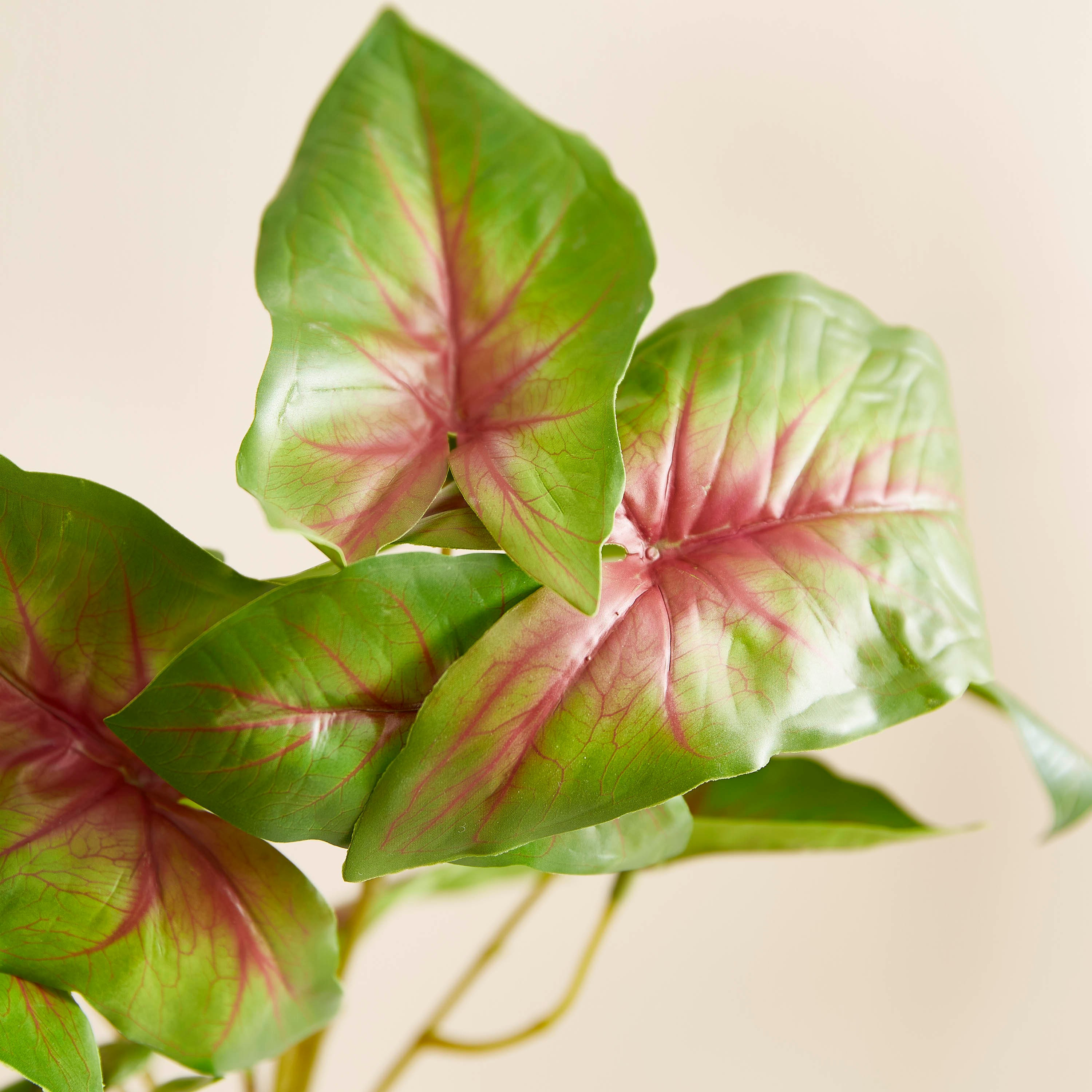 نبتة كالاديوم صناعية من ليدا - 68 سم-hbxdecorandfurnishings-homeaccessories-artificialflowersandplants-image-2