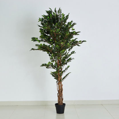 Cyara Wood Trunk Ficus Tree with Pot - 180 cms
