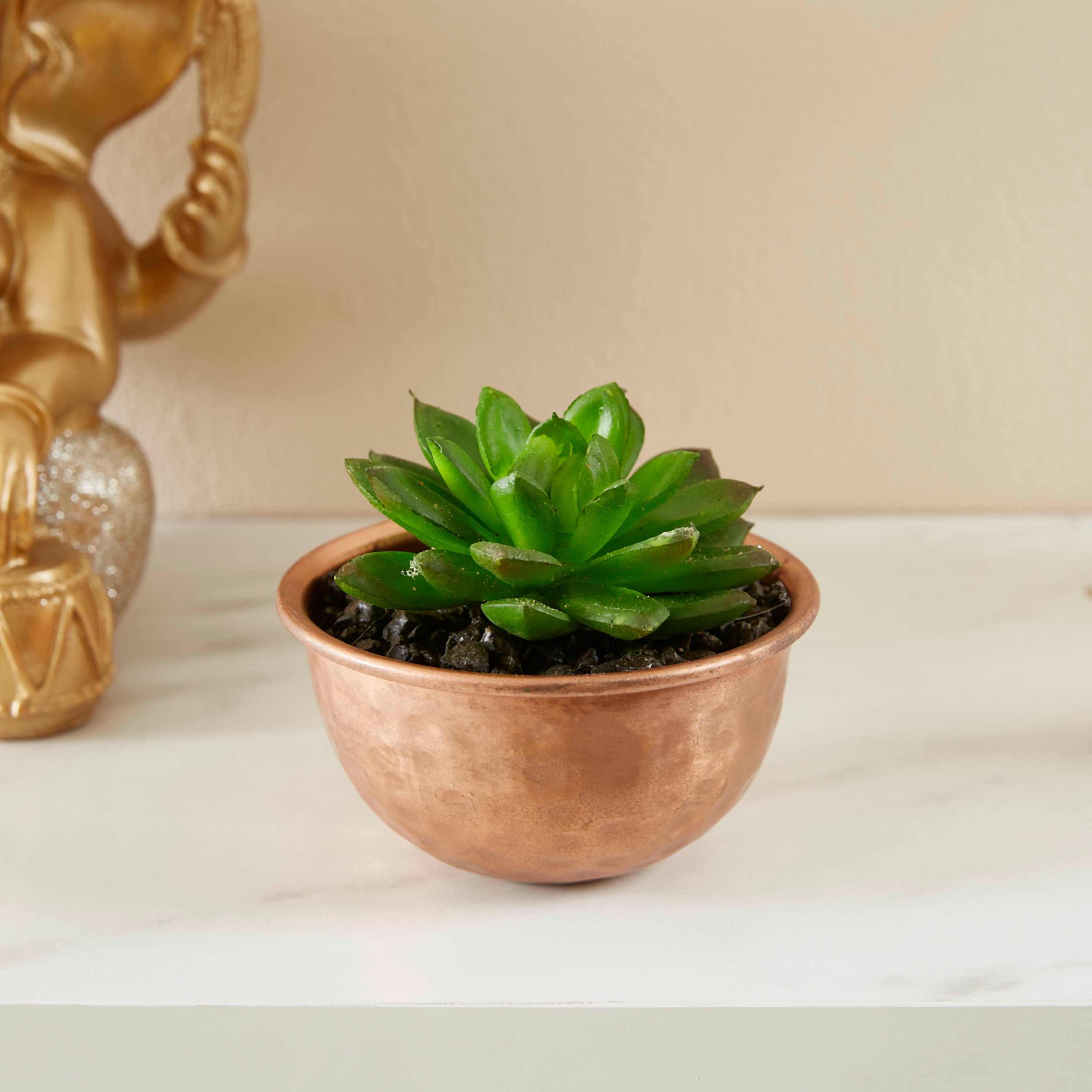 إصيص بنبات من ليفيا - 9 سم-hbxdecorandfurnishings-homeaccessories-artificialflowersandplants-image-1
