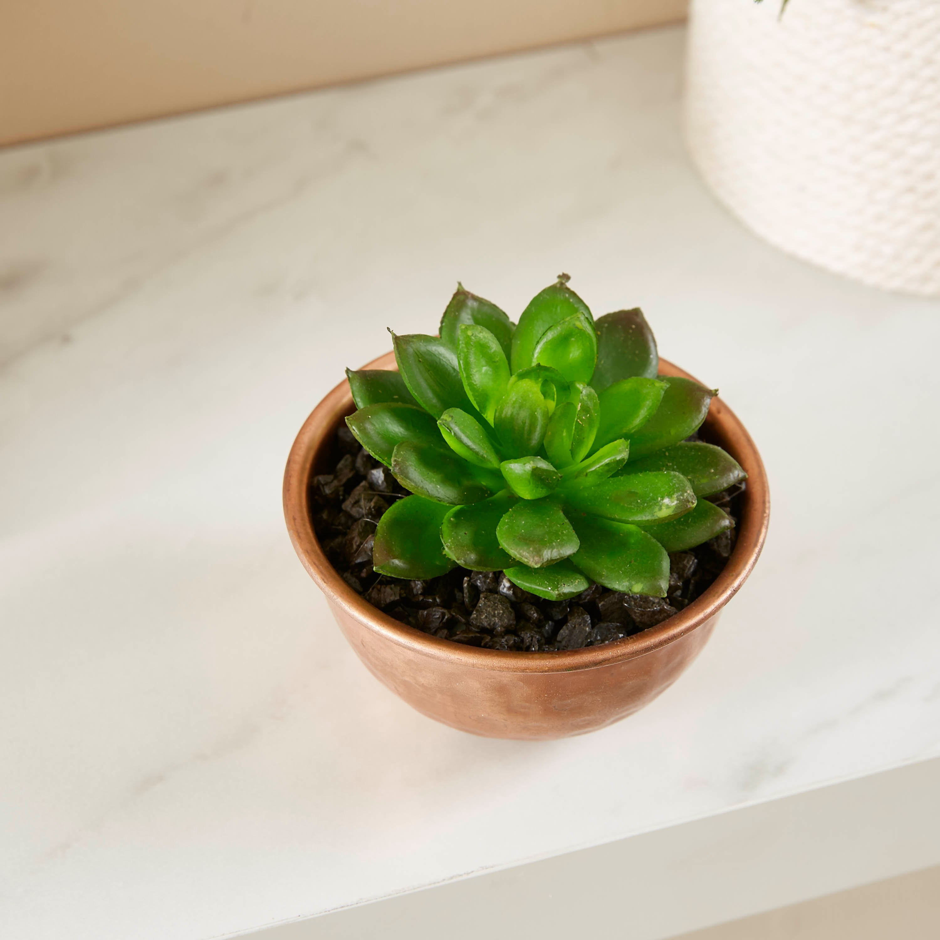 إصيص بنبات من ليفيا - 9 سم-hbxdecorandfurnishings-homeaccessories-artificialflowersandplants-image-2