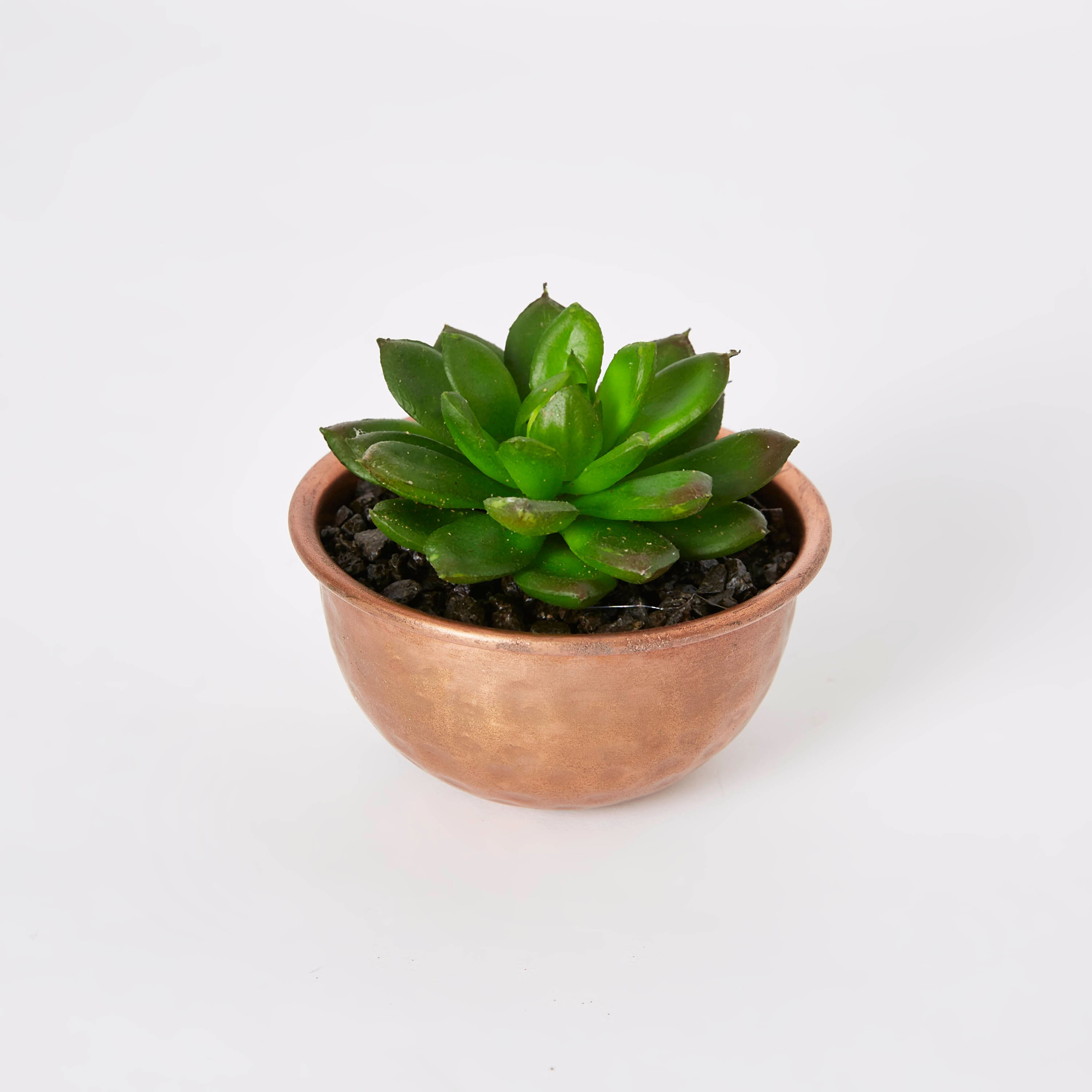 إصيص بنبات من ليفيا - 9 سم-hbxdecorandfurnishings-homeaccessories-artificialflowersandplants-image-4