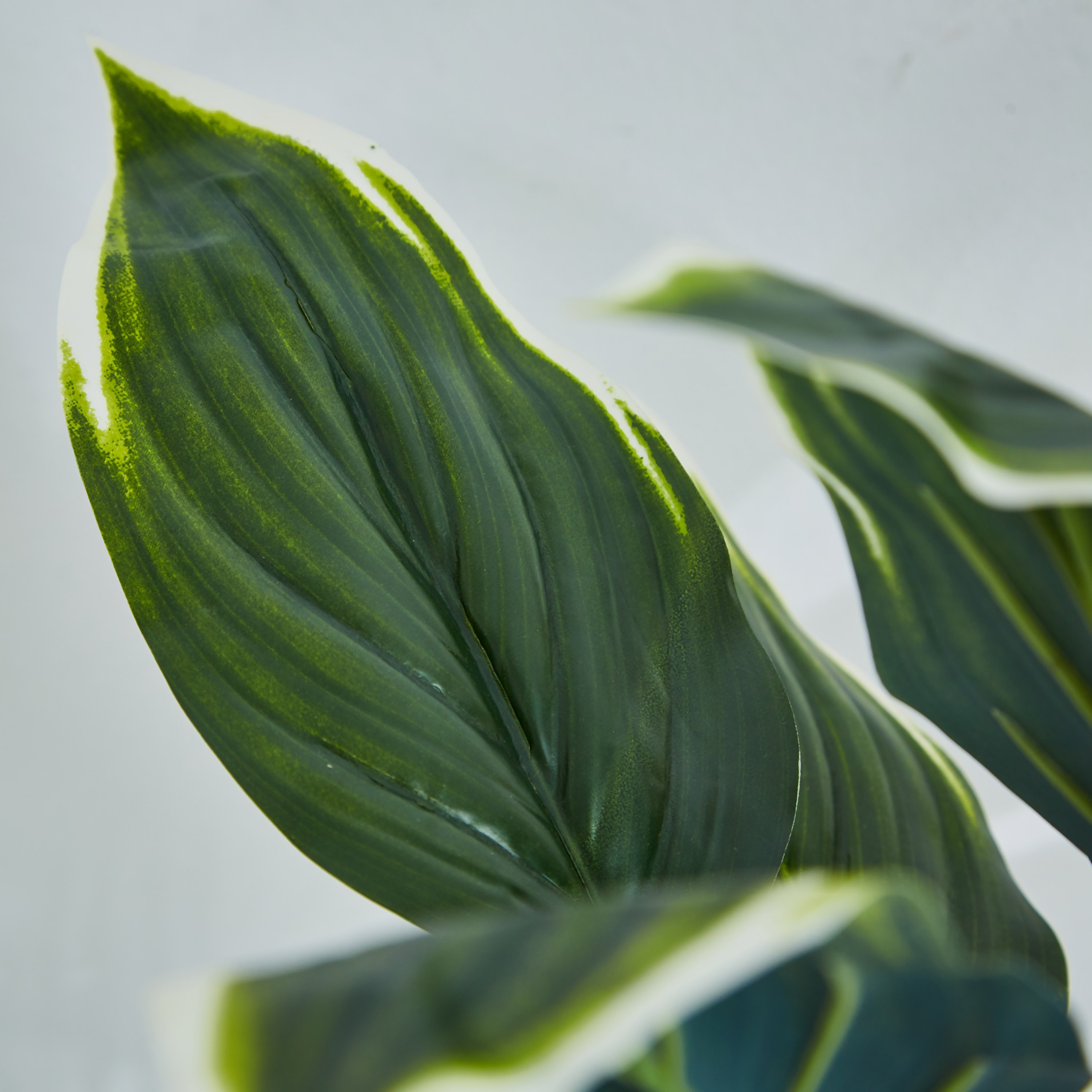 نبات متنوع في إناء من ليفيا - 55 سم-hbxdecorandfurnishings-homeaccessories-artificialflowersandplants-image-2
