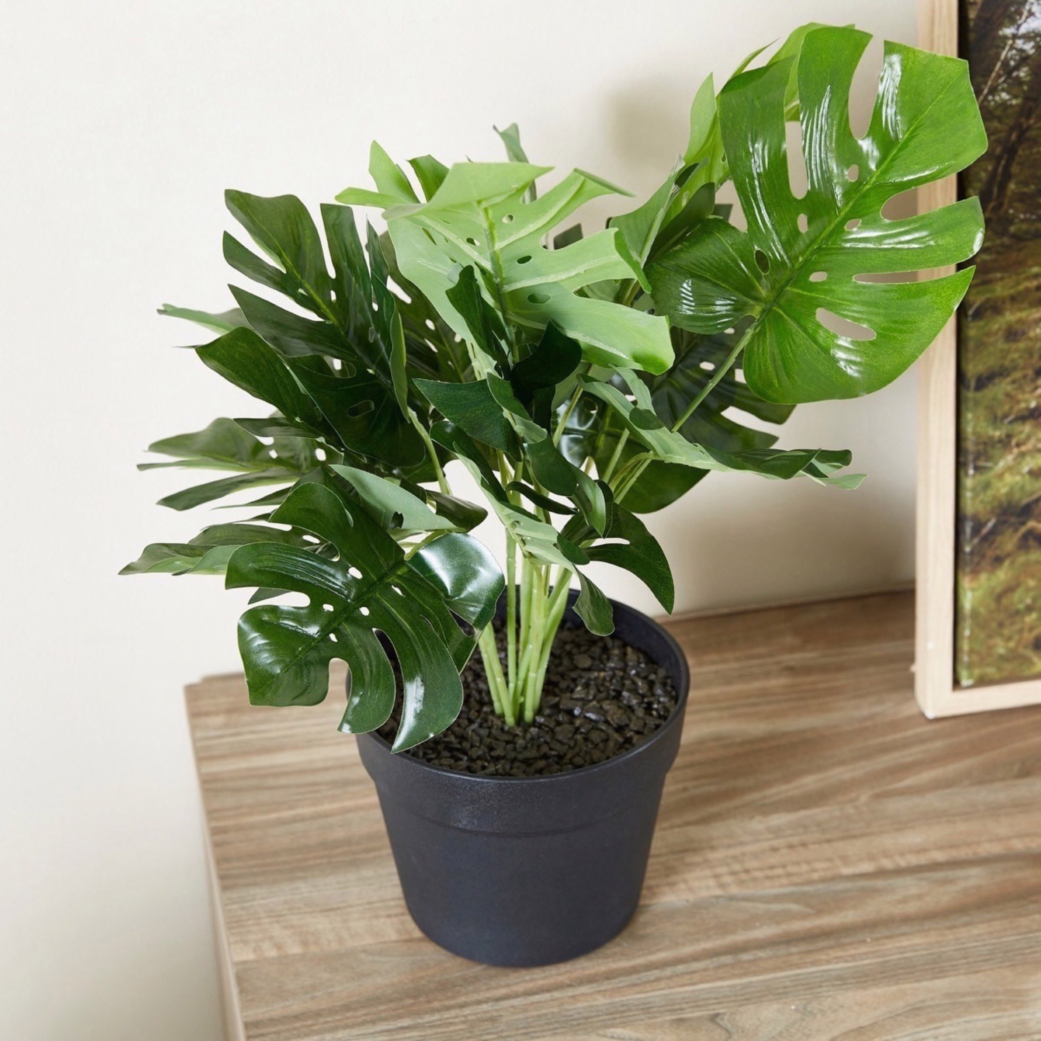 Livia Monstera Small Plant in Pot - 55 cm-hbxdecorandfurnishings-homeaccessories-artificialflowersandplants-image-2