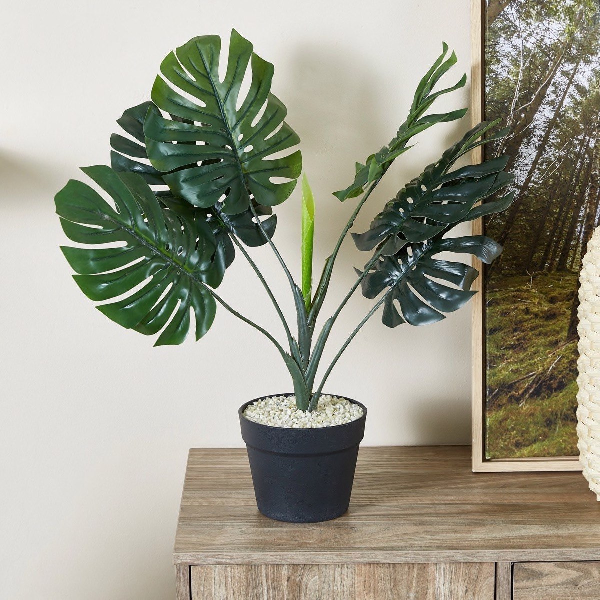 نبتة مونسترا صغيرة في إصيص من ليفيا - 70 سم-hbxdecorandfurnishings-homeaccessories-artificialflowersandplants-image-1