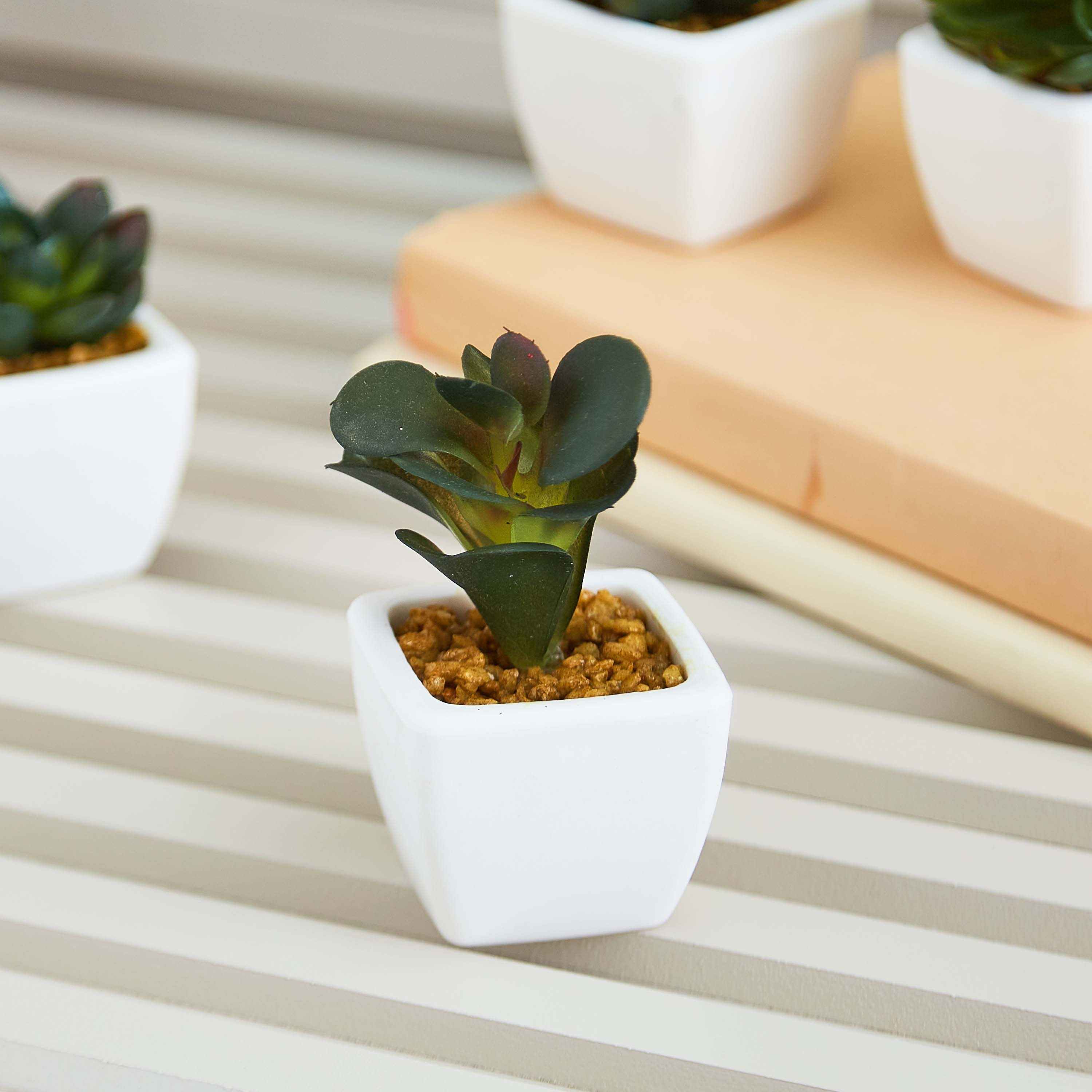 نبتة صغيرة من زوي- 8 سم-hbxdecorandfurnishings-homeaccessories-artificialflowersandplants-image-1