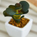Zoe Mini Plant - 8 cm-Artificial Flowers and Plants-thumbnail-1