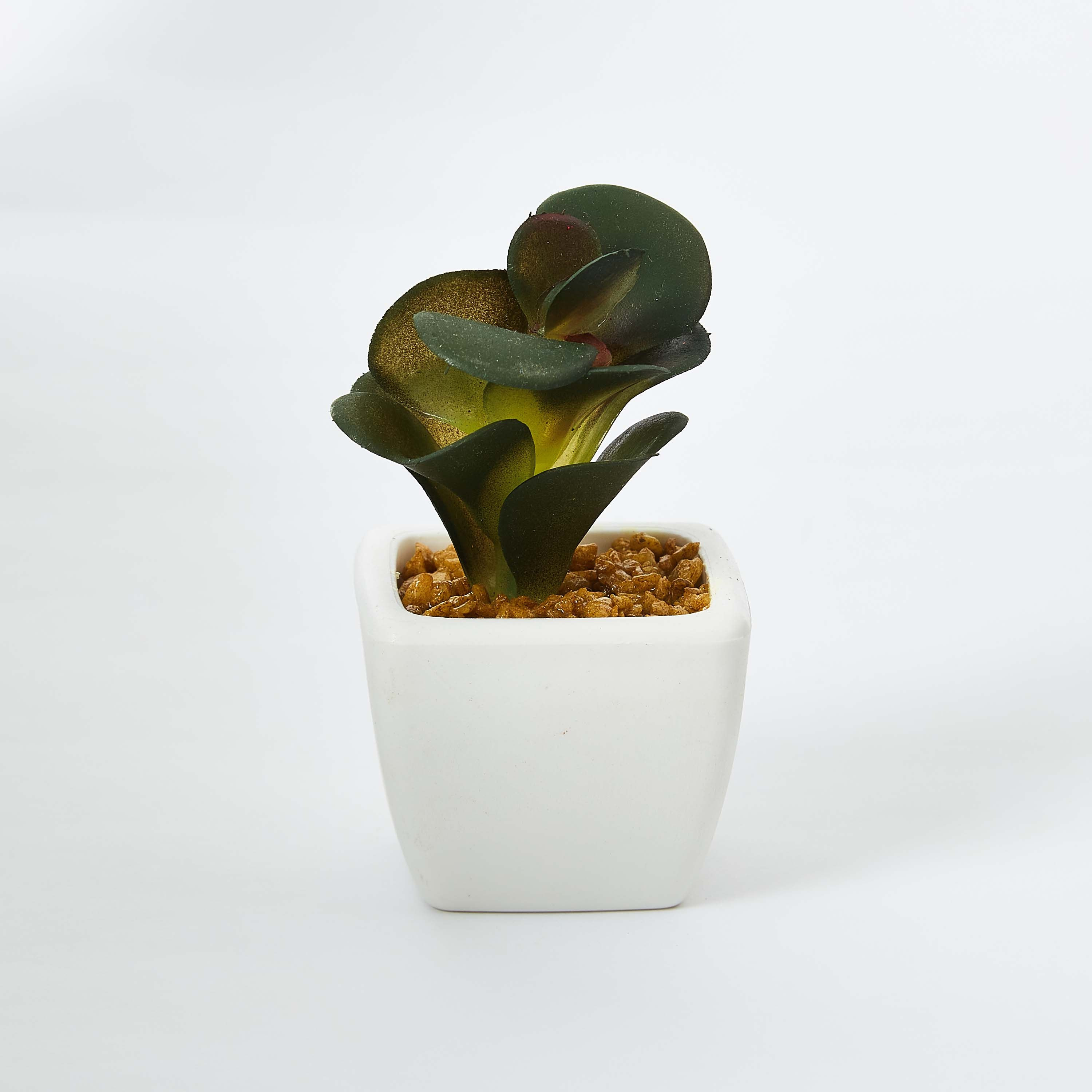 نبتة صغيرة من زوي- 8 سم-hbxdecorandfurnishings-homeaccessories-artificialflowersandplants-image-4