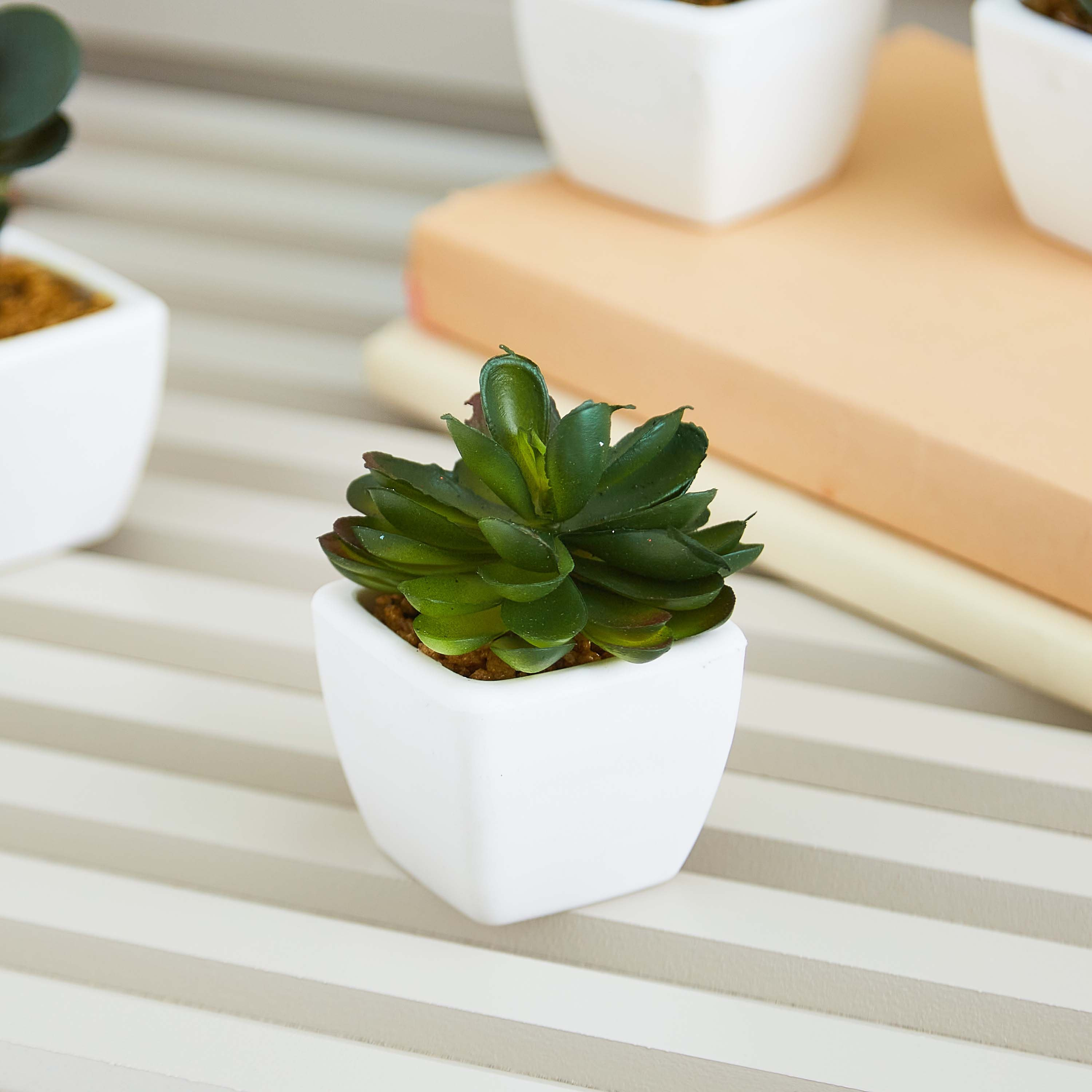 نبتة صغيرة من زو- 8 سم-hbxdecorandfurnishings-homeaccessories-artificialflowersandplants-image-1