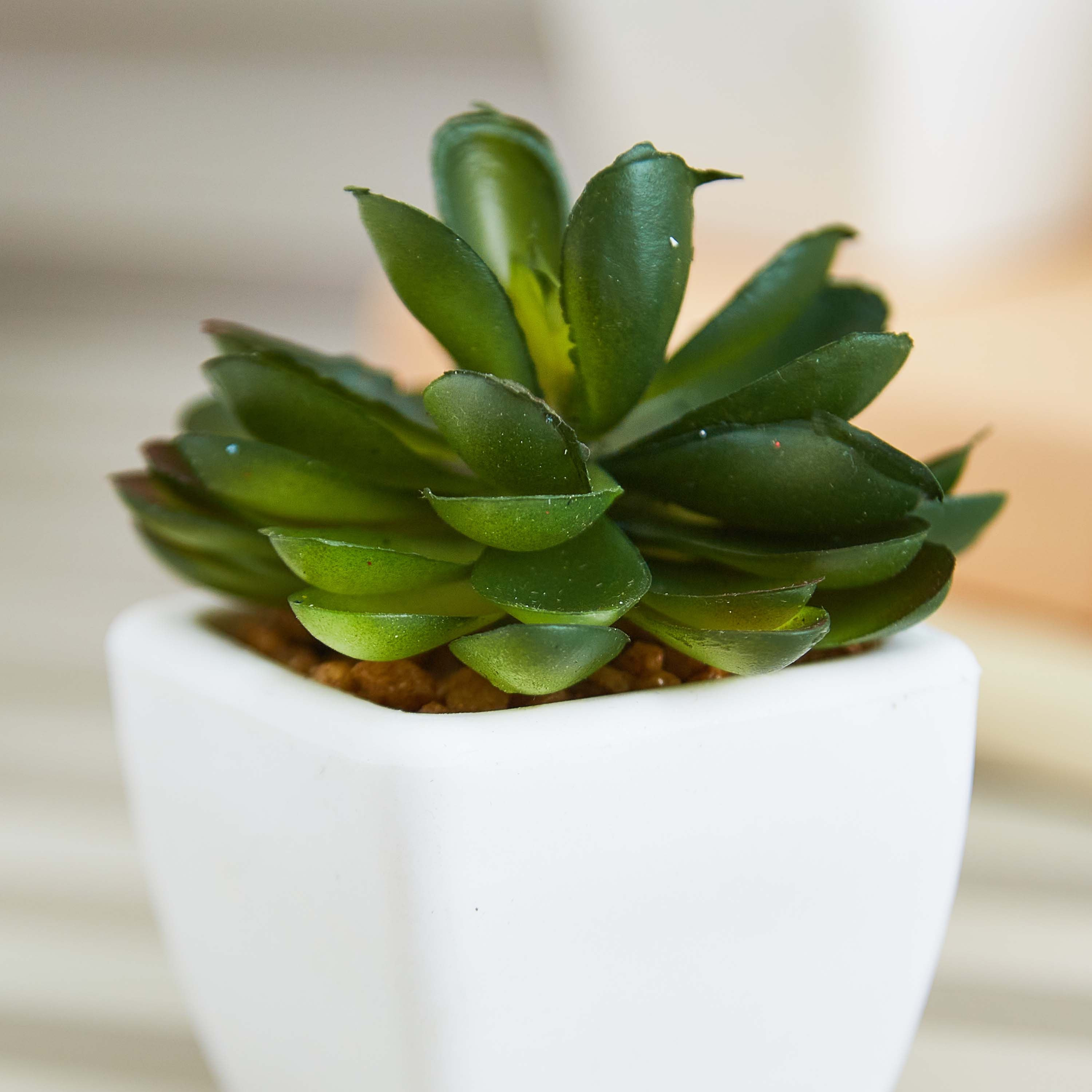 نبتة صغيرة من زو- 8 سم-hbxdecorandfurnishings-homeaccessories-artificialflowersandplants-image-2