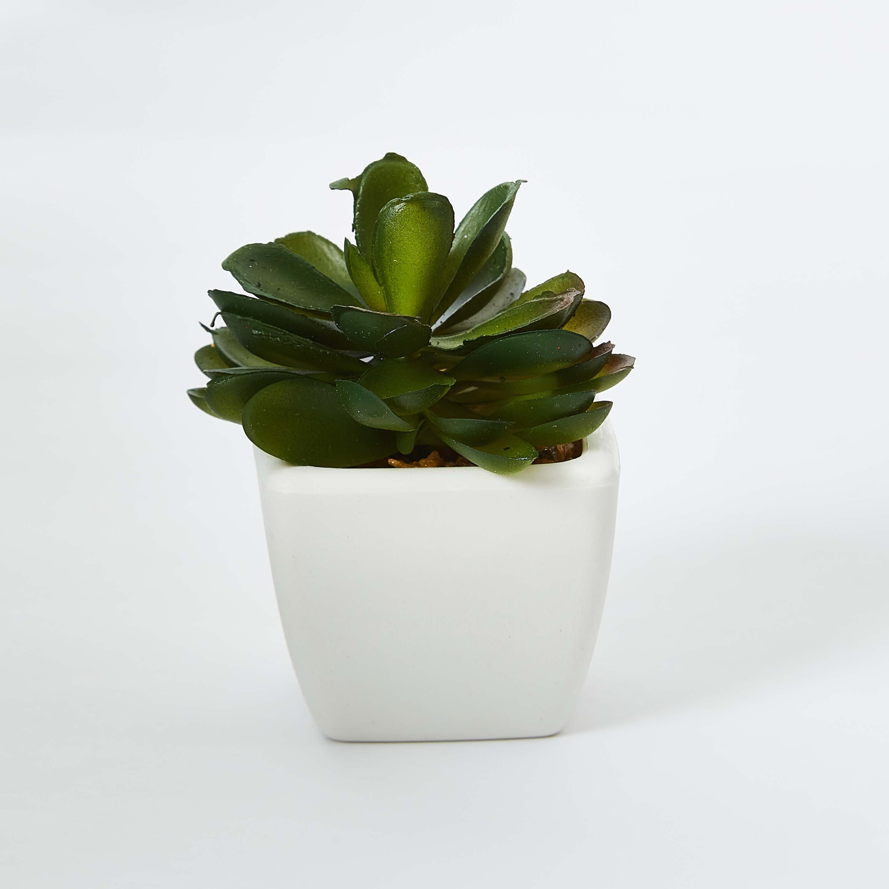نبتة صغيرة من زو- 8 سم-hbxdecorandfurnishings-homeaccessories-artificialflowersandplants-image-4