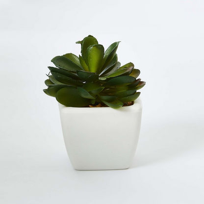 Zoe Mini Plant - 8 cms