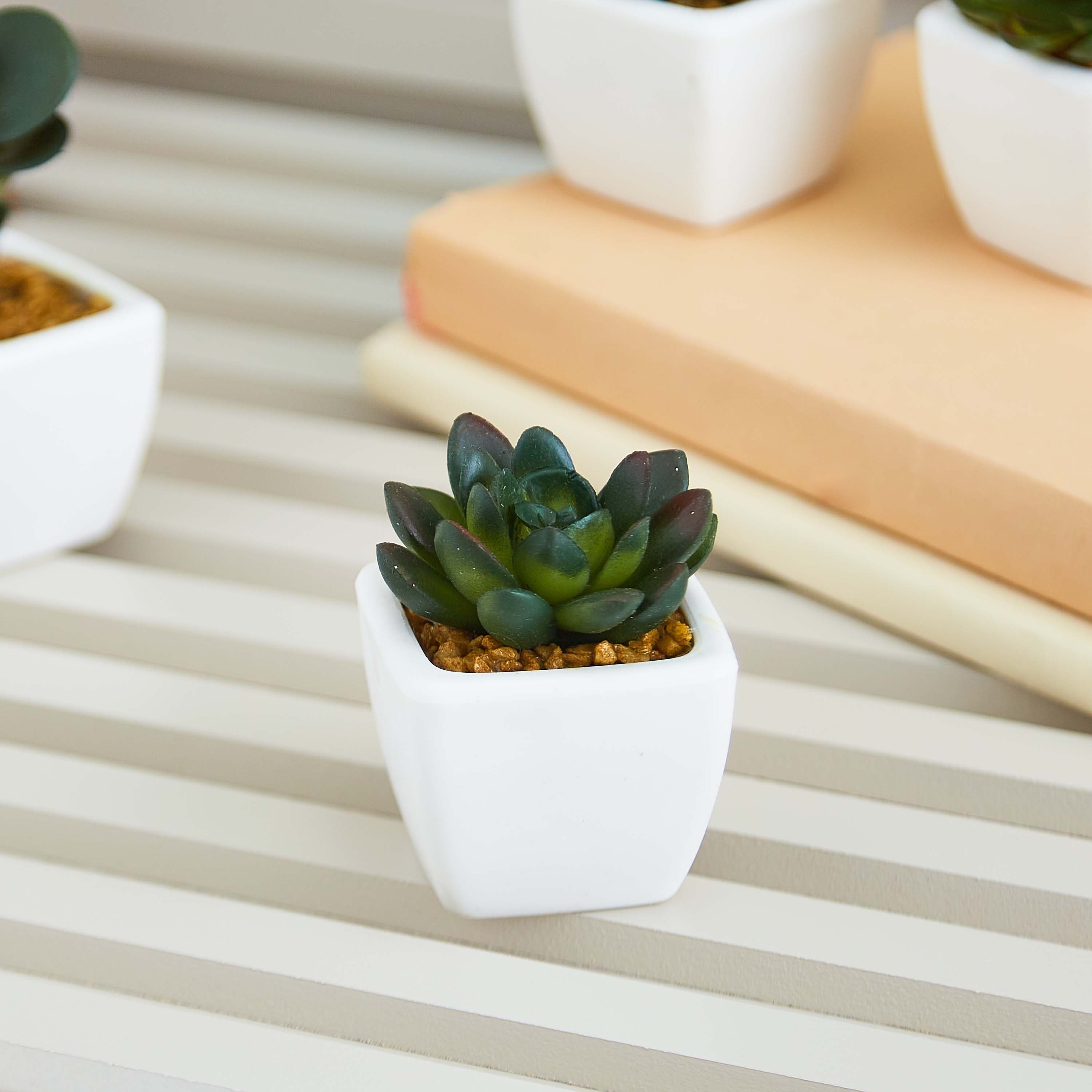 نبتة صغيرة من زوي- 8 سم-hbxdecorandfurnishings-homeaccessories-artificialflowersandplants-image-1