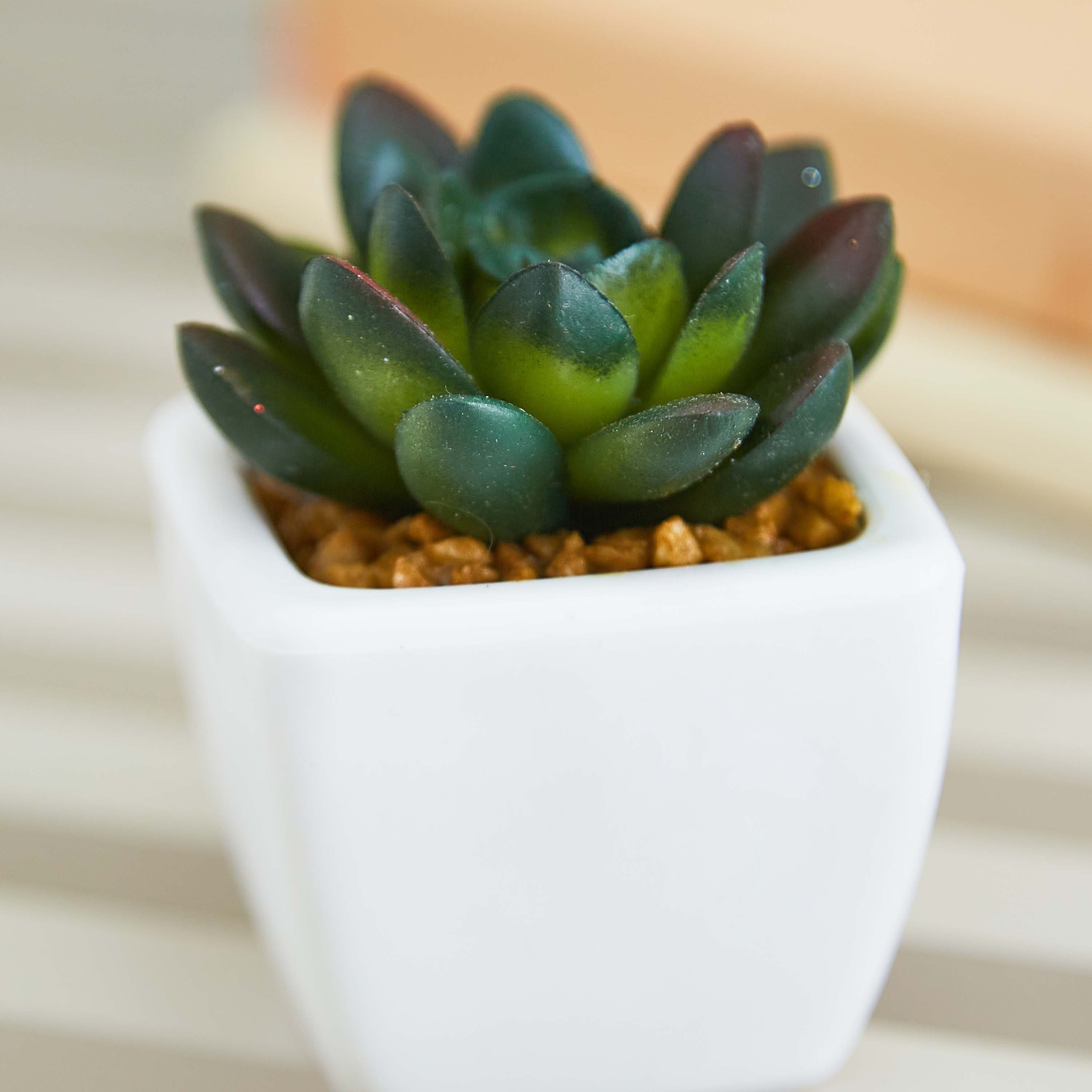 نبتة صغيرة من زوي- 8 سم-hbxdecorandfurnishings-homeaccessories-artificialflowersandplants-image-2