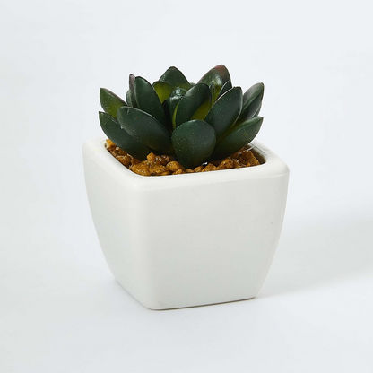Zoe Mini Plant - 8 cms