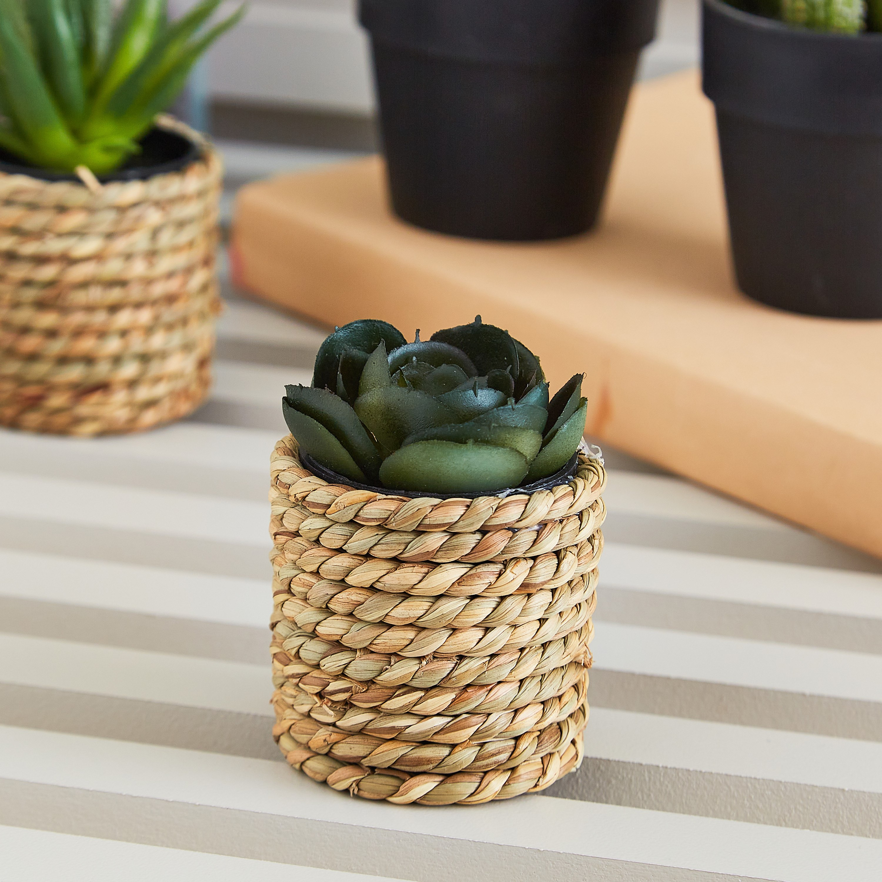 نبتة عصاري صغيرة مع مزهرية حبل من إيدينك - 10 سم-hbxdecorandfurnishings-homeaccessories-artificialflowersandplants-image-1