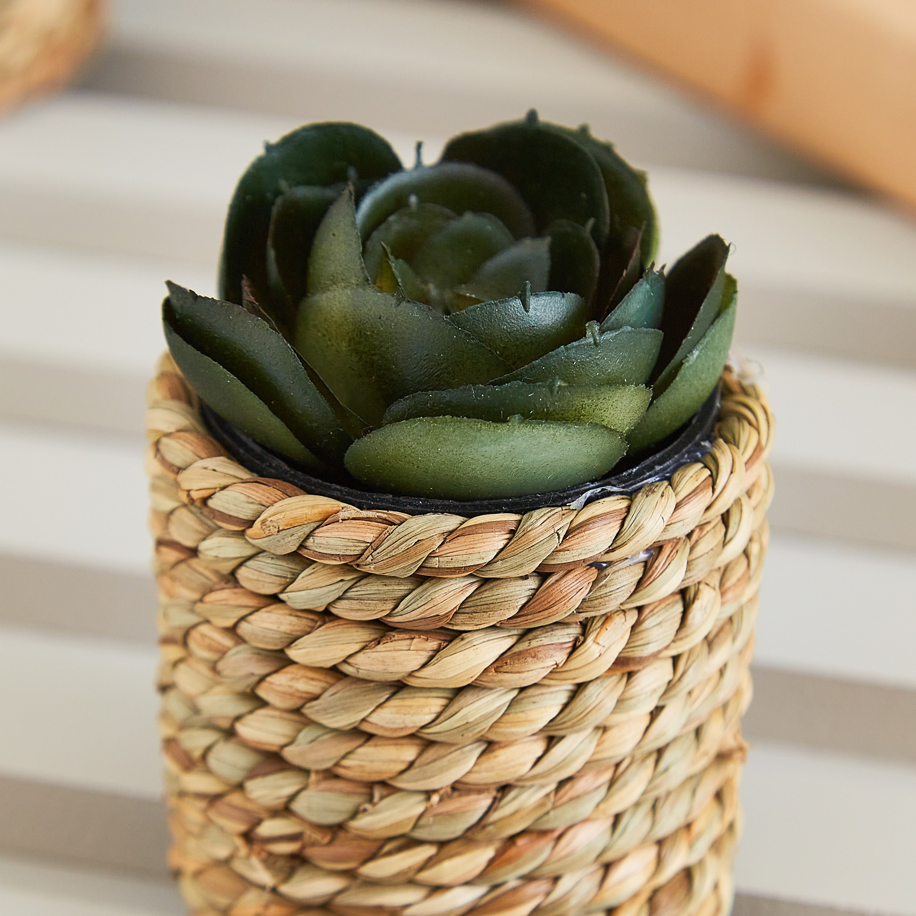 نبتة عصاري صغيرة مع مزهرية حبل من إيدينك - 10 سم-hbxdecorandfurnishings-homeaccessories-artificialflowersandplants-image-2