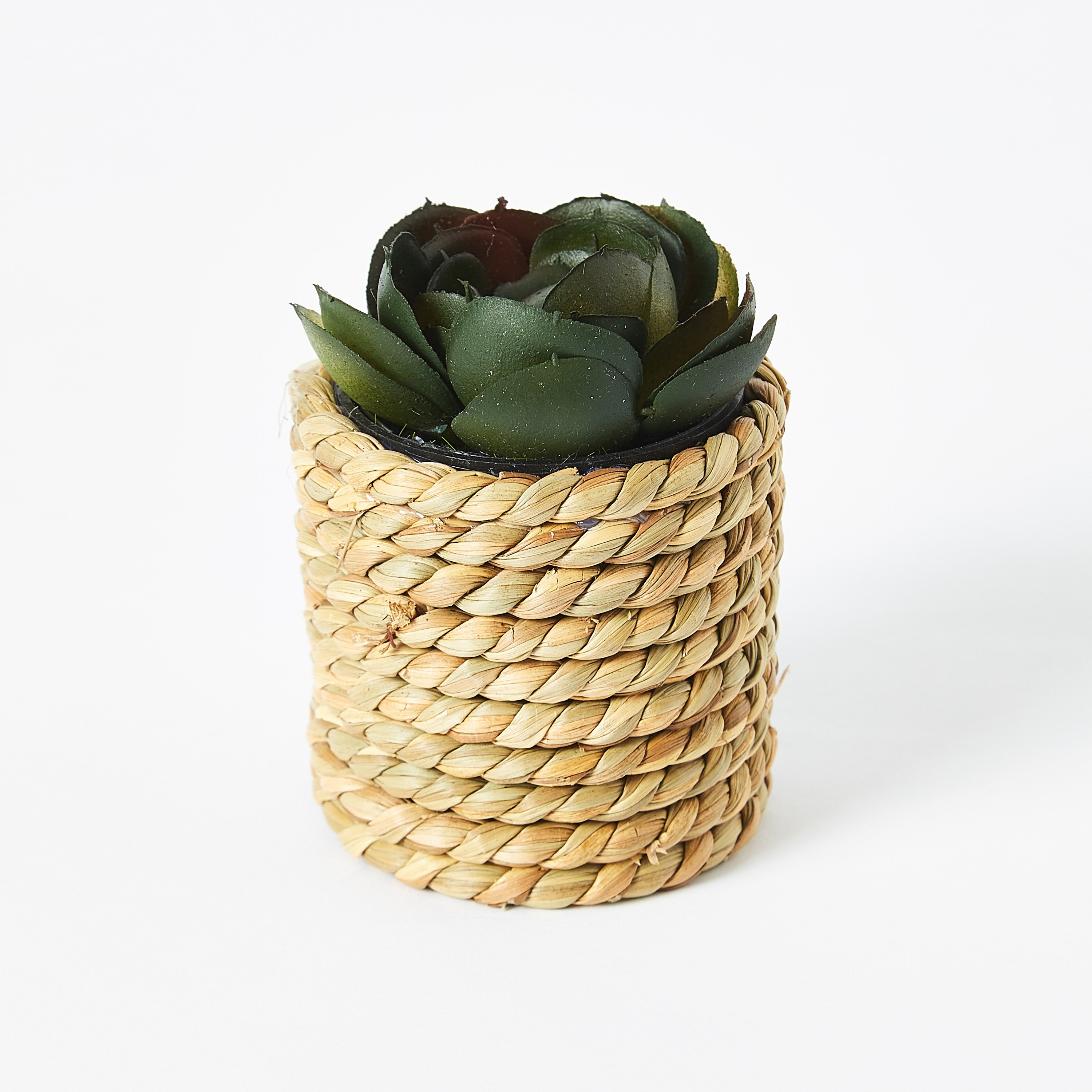 نبتة عصاري صغيرة مع مزهرية حبل من إيدينك - 10 سم-hbxdecorandfurnishings-homeaccessories-artificialflowersandplants-image-4