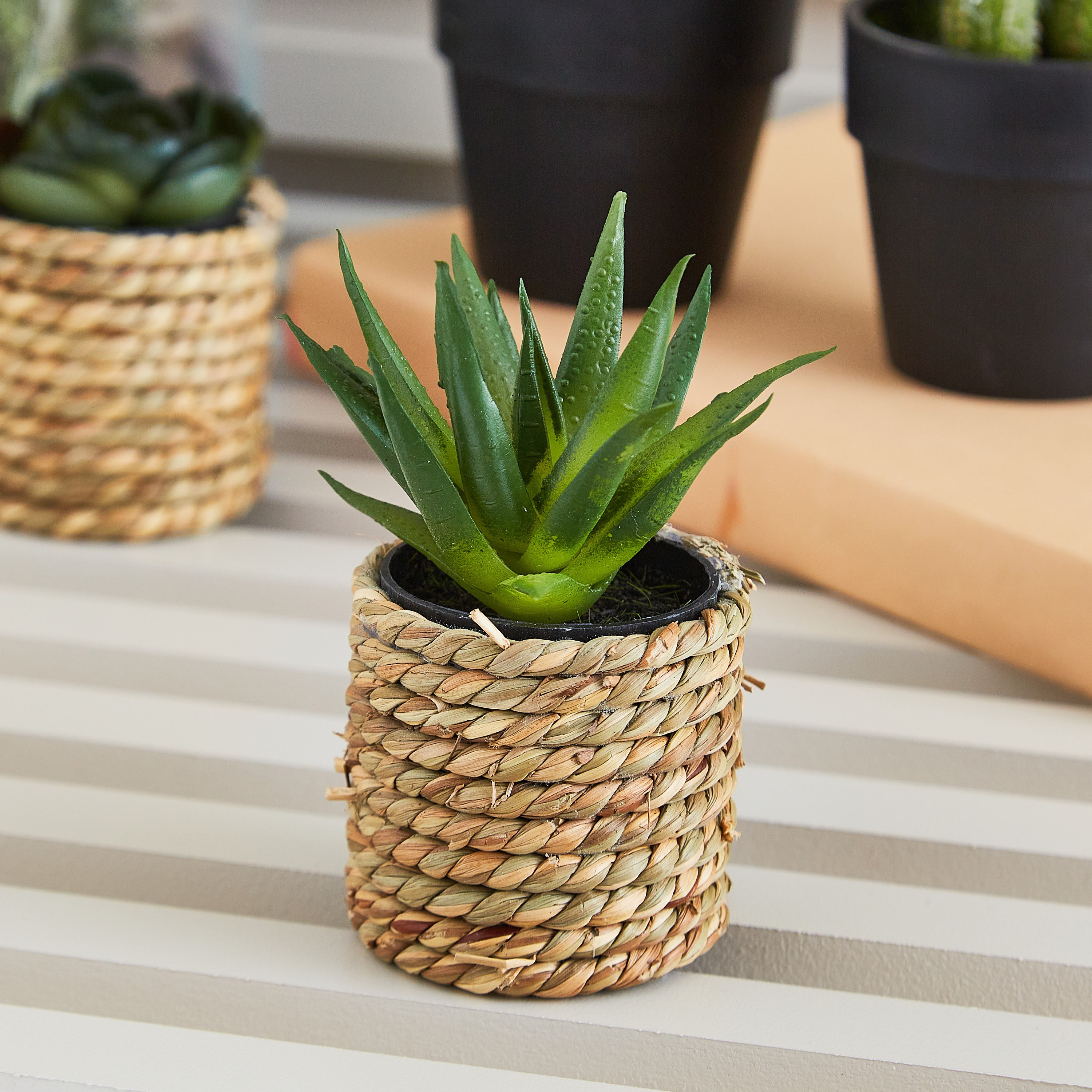 نبتة عصاري صغيرة مع مزهرية حبل من إيدينك - 10 سم-hbxdecorandfurnishings-homeaccessories-artificialflowersandplants-image-1