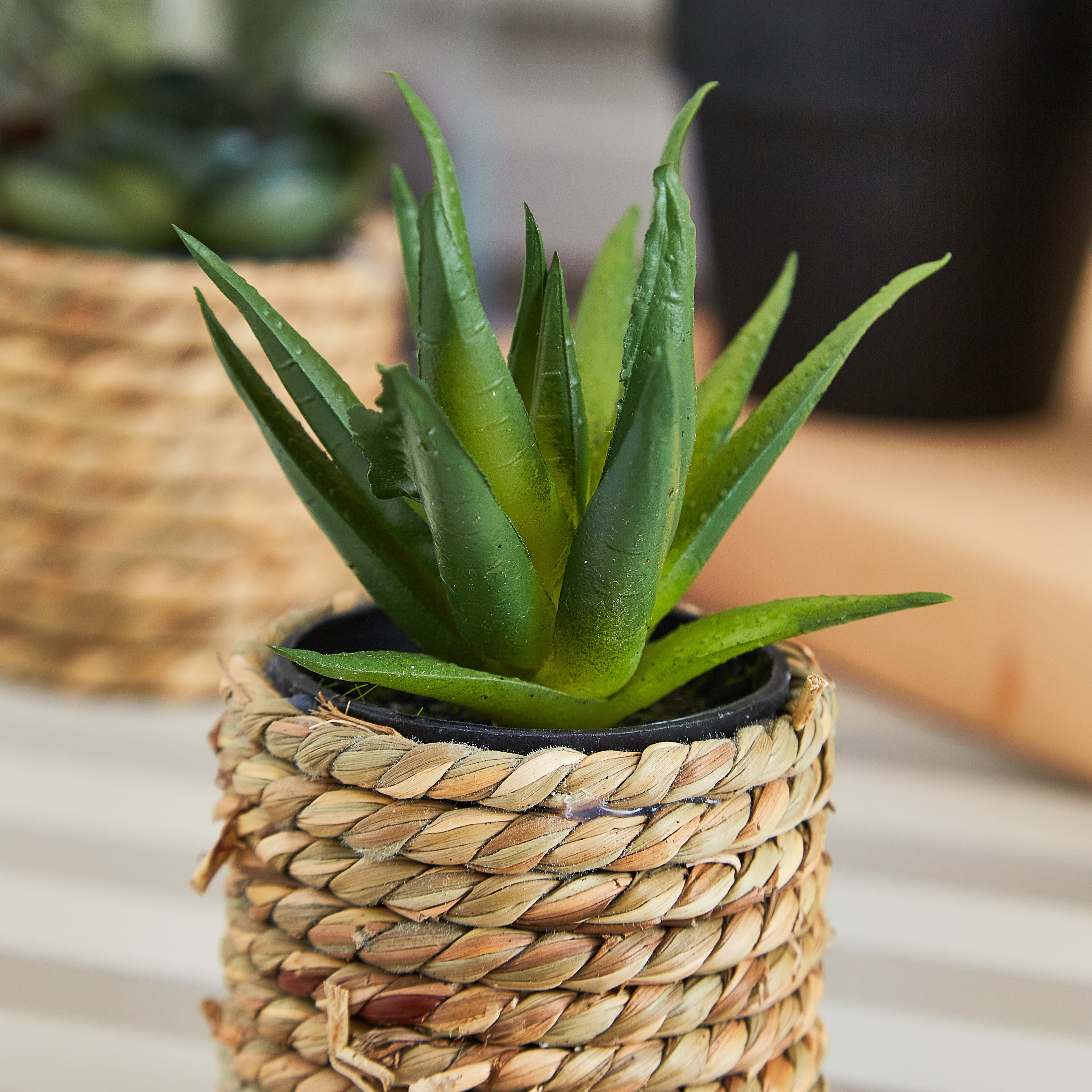 نبتة عصاري صغيرة مع مزهرية حبل من إيدينك - 10 سم-hbxdecorandfurnishings-homeaccessories-artificialflowersandplants-image-2
