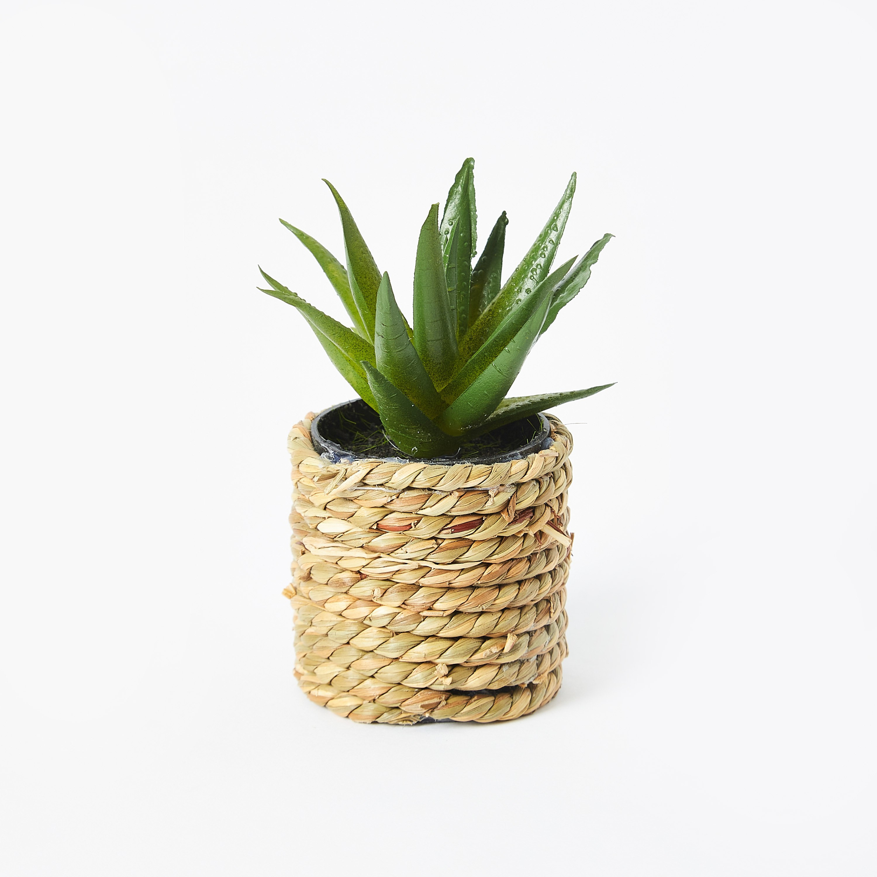نبتة عصاري صغيرة مع مزهرية حبل من إيدينك - 10 سم-hbxdecorandfurnishings-homeaccessories-artificialflowersandplants-image-4